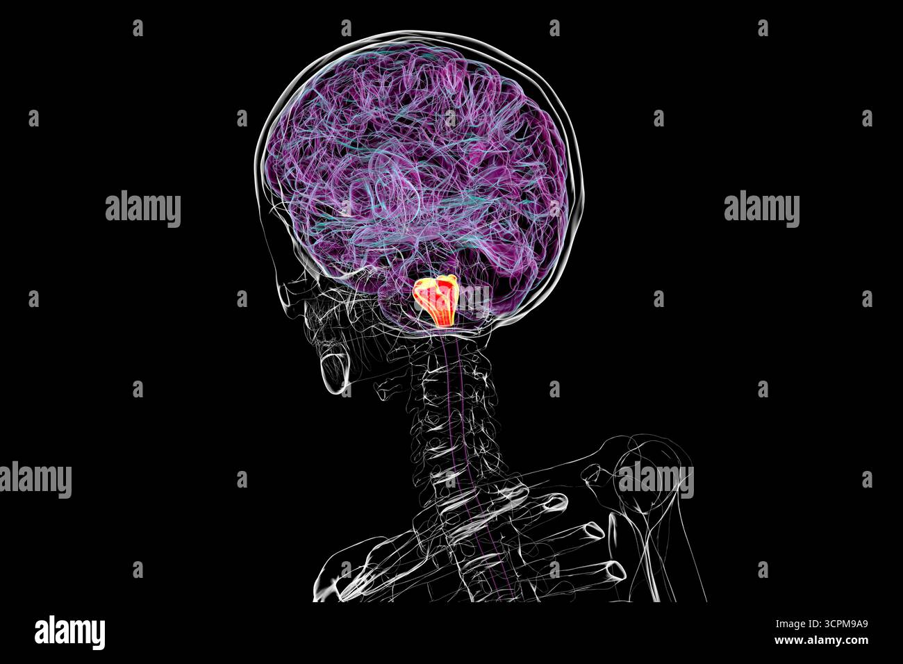 Medulla oblongata mis en évidence dans le cerveau humain, illustration. Cela contrôle la respiration, le rythme cardiaque et d'autres fonctions vitales du système autonome. Banque D'Images