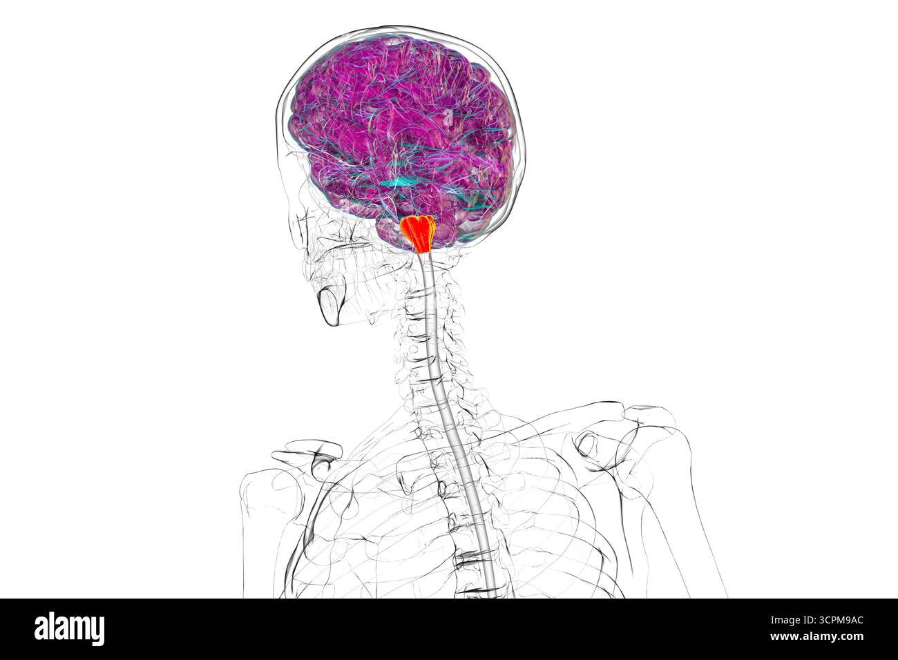 Medulla oblongata mis en évidence dans le cerveau humain, illustration. Cela contrôle la respiration, le rythme cardiaque et d'autres fonctions vitales du système autonome. Banque D'Images