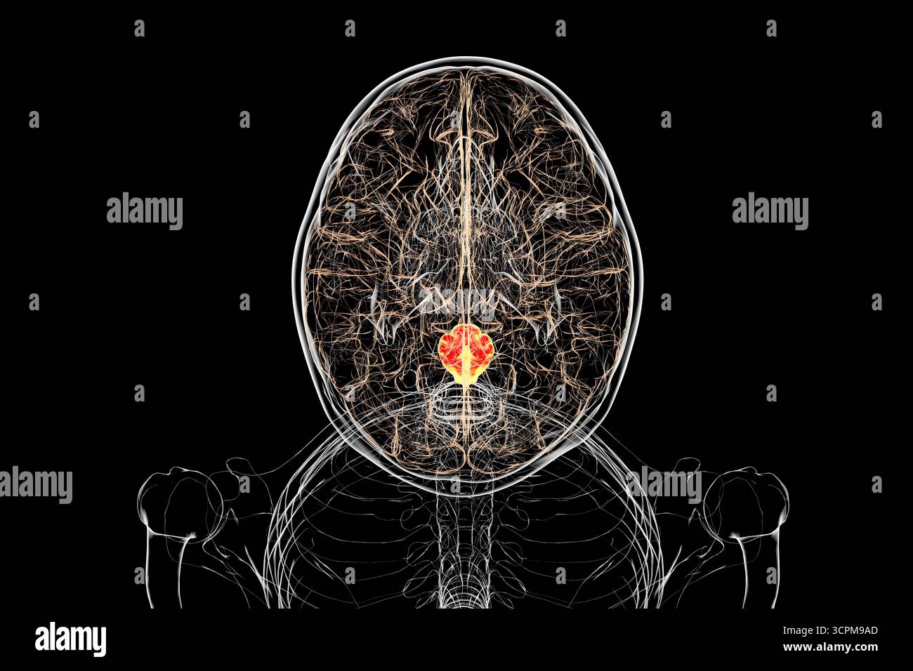 Medulla oblongata mis en évidence dans le cerveau humain, illustration. Cela contrôle la respiration, le rythme cardiaque et d'autres fonctions vitales du système autonome. Banque D'Images