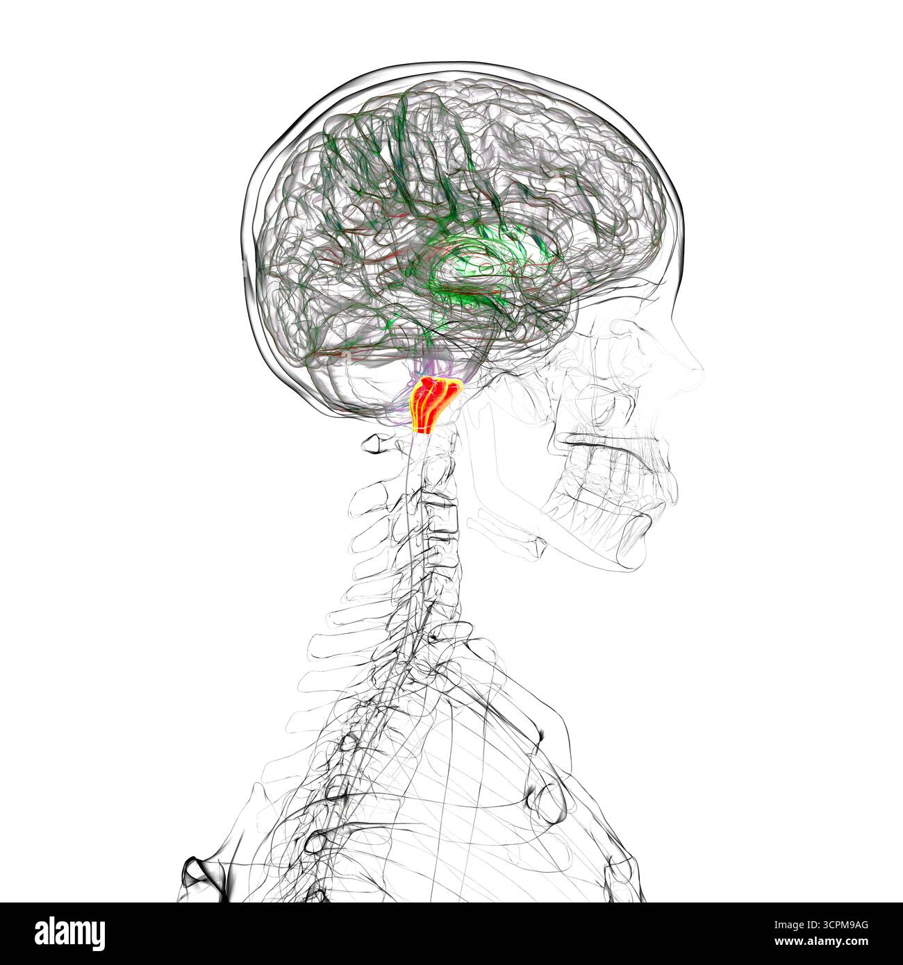 Medulla oblongata mis en évidence dans le cerveau humain, illustration. Cela contrôle la respiration, le rythme cardiaque et d'autres fonctions vitales du système autonome. Banque D'Images