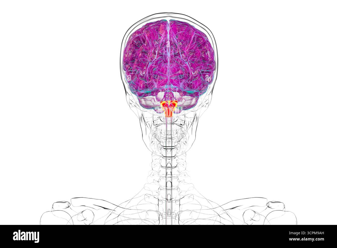 Medulla oblongata mis en évidence dans le cerveau humain, illustration. Cela contrôle la respiration, le rythme cardiaque et d'autres fonctions vitales du système autonome. Banque D'Images