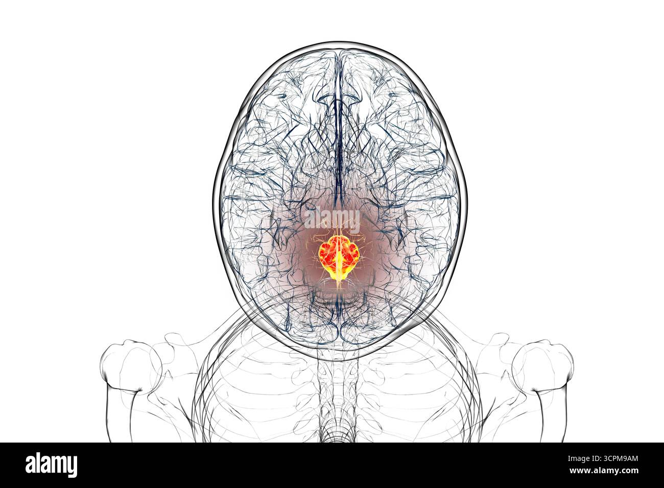 Medulla oblongata mis en évidence dans le cerveau humain, illustration. Cela contrôle la respiration, le rythme cardiaque et d'autres fonctions vitales du système autonome. Banque D'Images