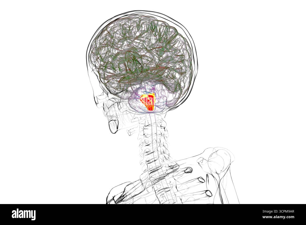 Medulla oblongata mis en évidence dans le cerveau humain, illustration. Cela contrôle la respiration, le rythme cardiaque et d'autres fonctions vitales du système autonome. Banque D'Images
