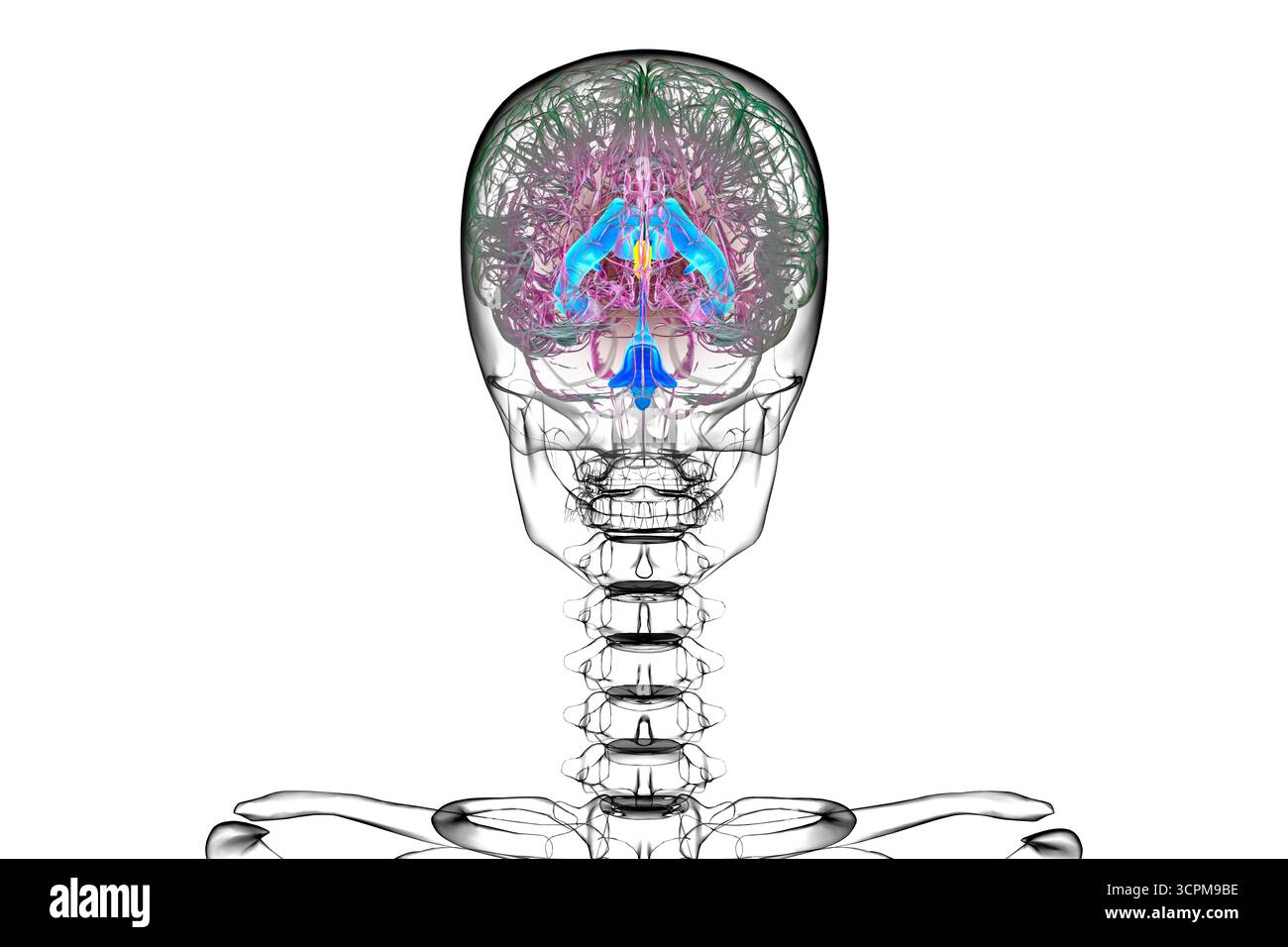 Illustration du troisième ventricule cérébral, un composant vital du système ventriculaire du cerveau. Banque D'Images