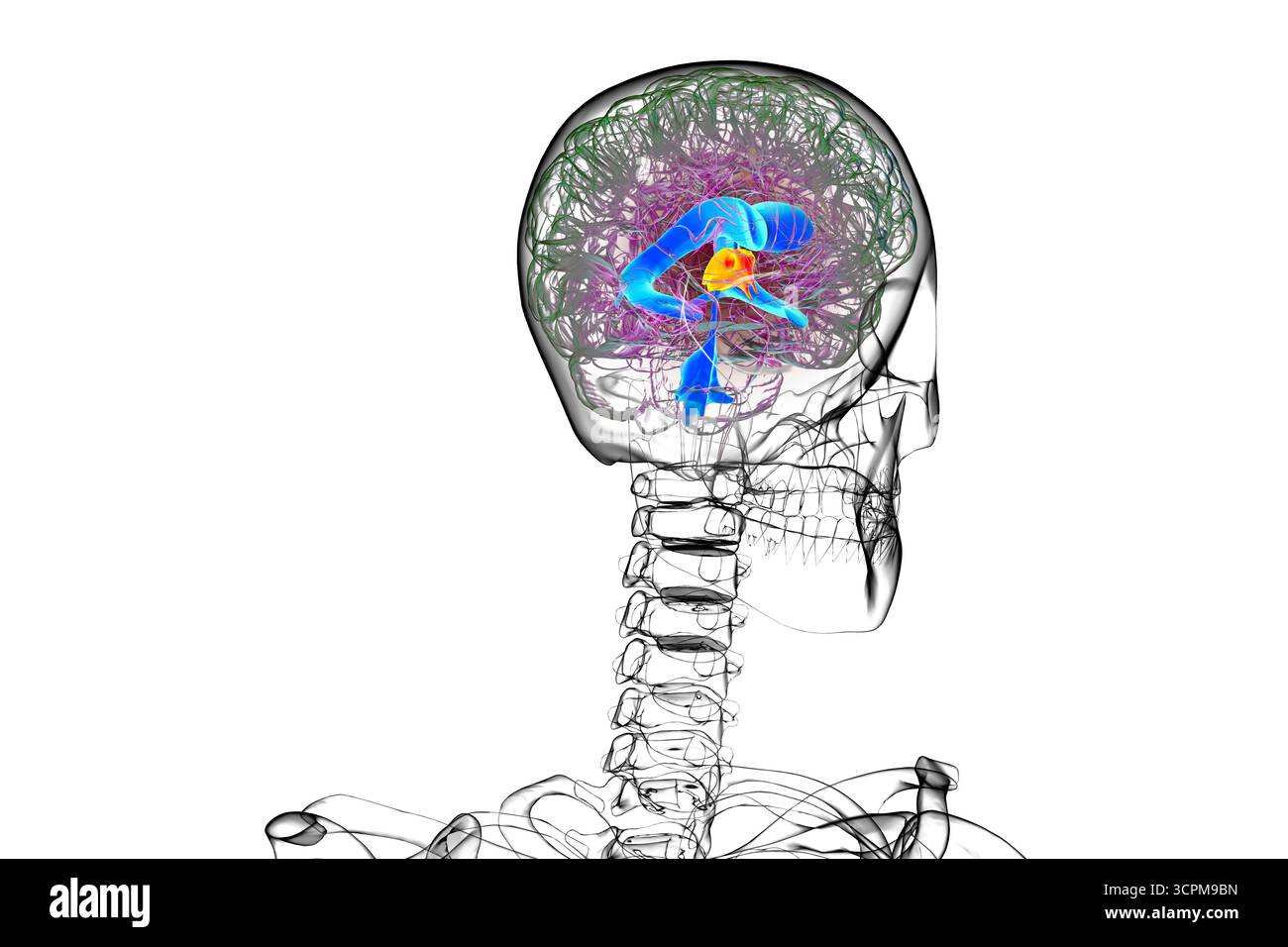 Illustration du troisième ventricule cérébral, un composant vital du système ventriculaire du cerveau. Banque D'Images