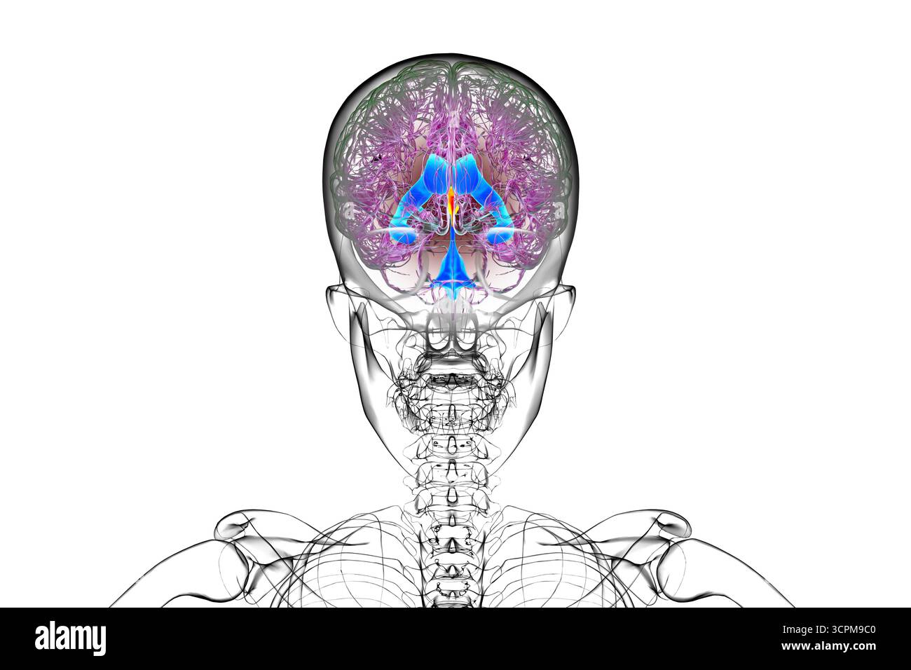 Illustration du troisième ventricule cérébral, un composant vital du système ventriculaire du cerveau. Banque D'Images