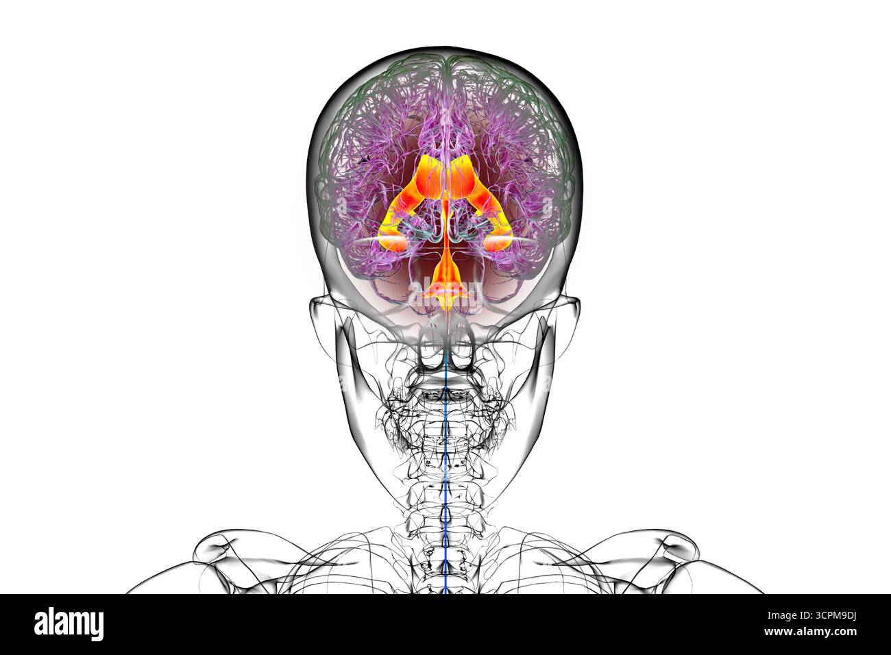 Le liquide cphalorachidien Banque de photographies et d'images  haute  rsolution - Alamy
