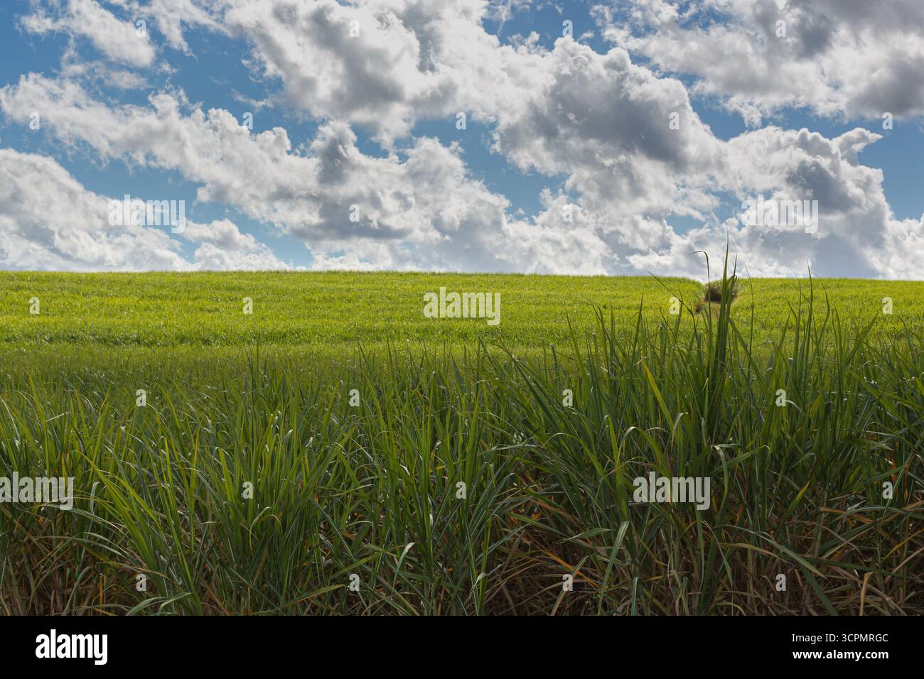 Les plantes vertes luxuriantes de canne à sucre (Saccharum officinarum) dominent le premier plan, leurs feuilles hautes et étroites s'étendant vers le haut. Banque D'Images