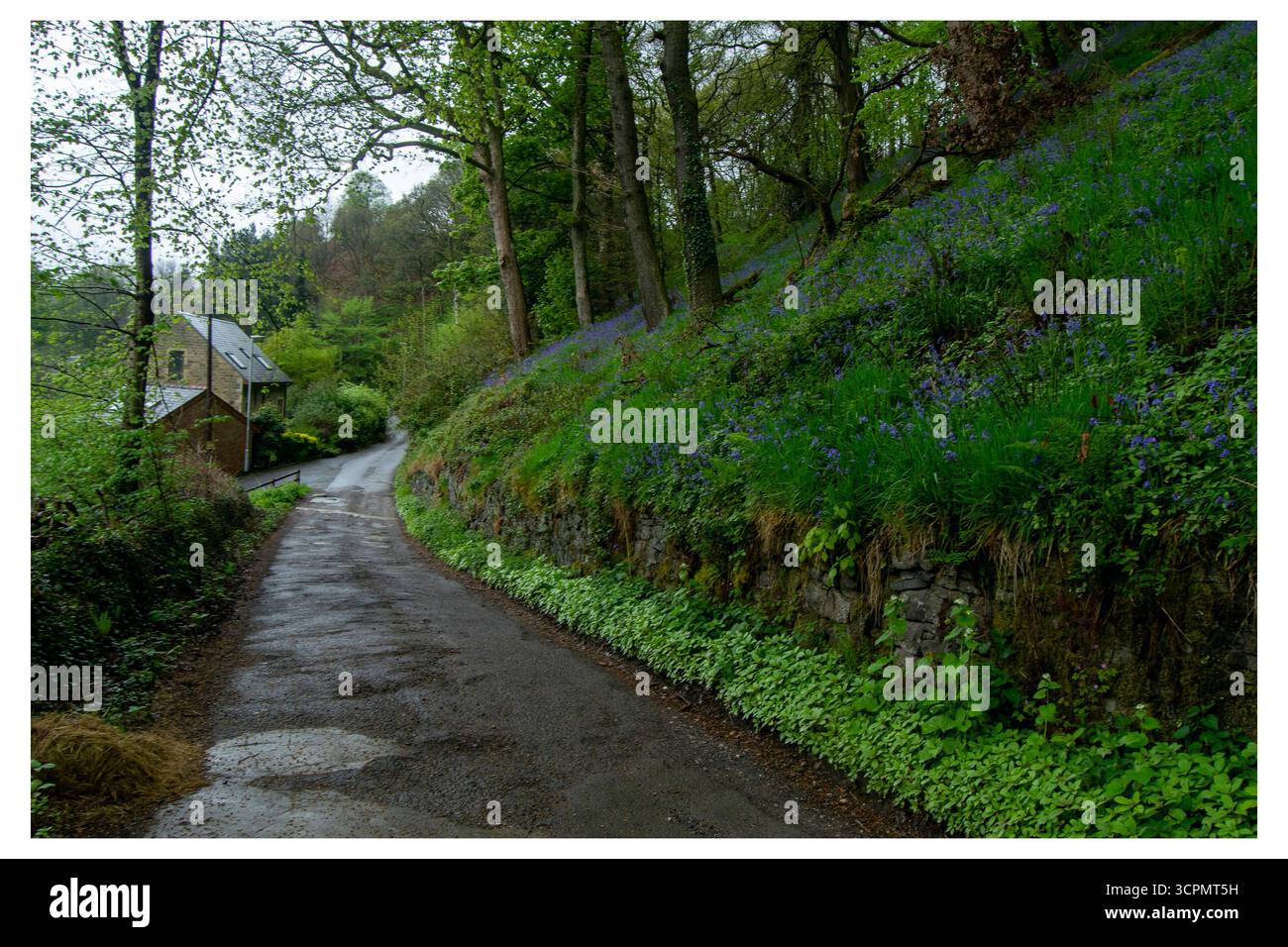 Sinueuse Eastwood Lane, entre Todmorden et Hebden Bridge, avec une colline couverte de bluebell vibrante, de vieux murs de pierre et une maison lointaine. Banque D'Images