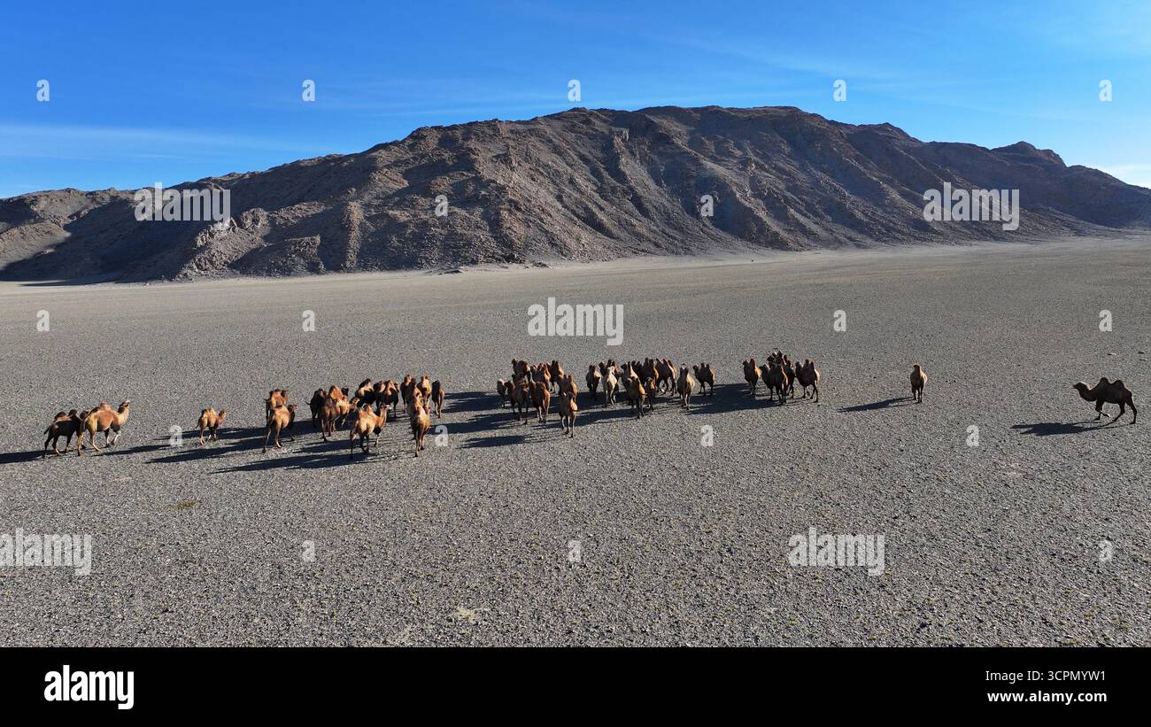 Chameaux bactriens marchant à travers un désert en Mongolie vers les montagnes. Banque D'Images
