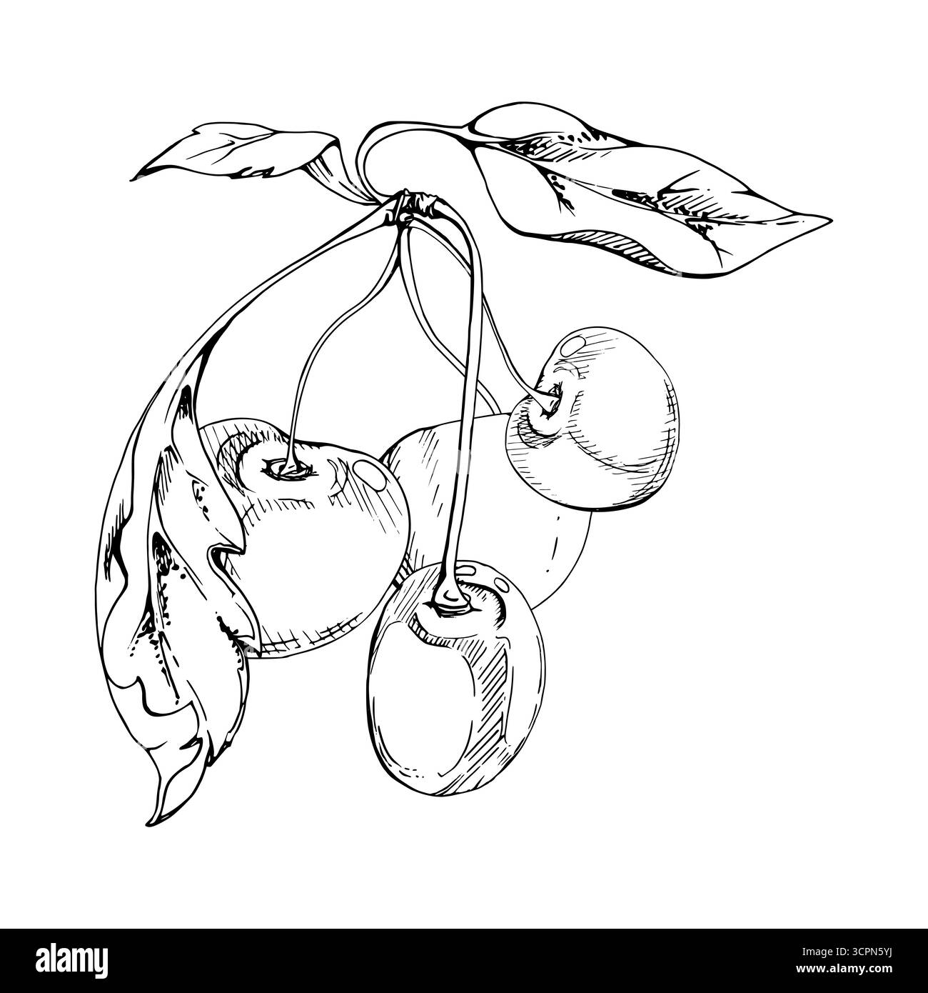 Cerise douce de ligne aigre avec des feuilles de plantes, encre vectorielle dessinée à la main, baie de jardin en groupes sur les branches. Illustration de composition isolée, pour Illustration de Vecteur Cerise douce de ligne aigre avec des feuilles de plantes, encre vectorielle dessinée à la main, baie de jardin en groupes sur les branches. Illustration de composition isolée, pour Illustration de Vecteur