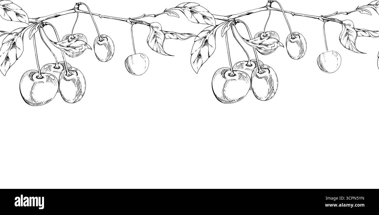 Cerise douce de ligne aigre avec des feuilles de plantes, encre vectorielle dessinée à la main, baie de jardin en groupes sur les branches. Illustration de guirlande de bannière sans couture, pour Illustration de Vecteur Cerise douce de ligne aigre avec des feuilles de plantes, encre vectorielle dessinée à la main, baie de jardin en groupes sur les branches. Illustration de guirlande de bannière sans couture, pour Illustration de Vecteur