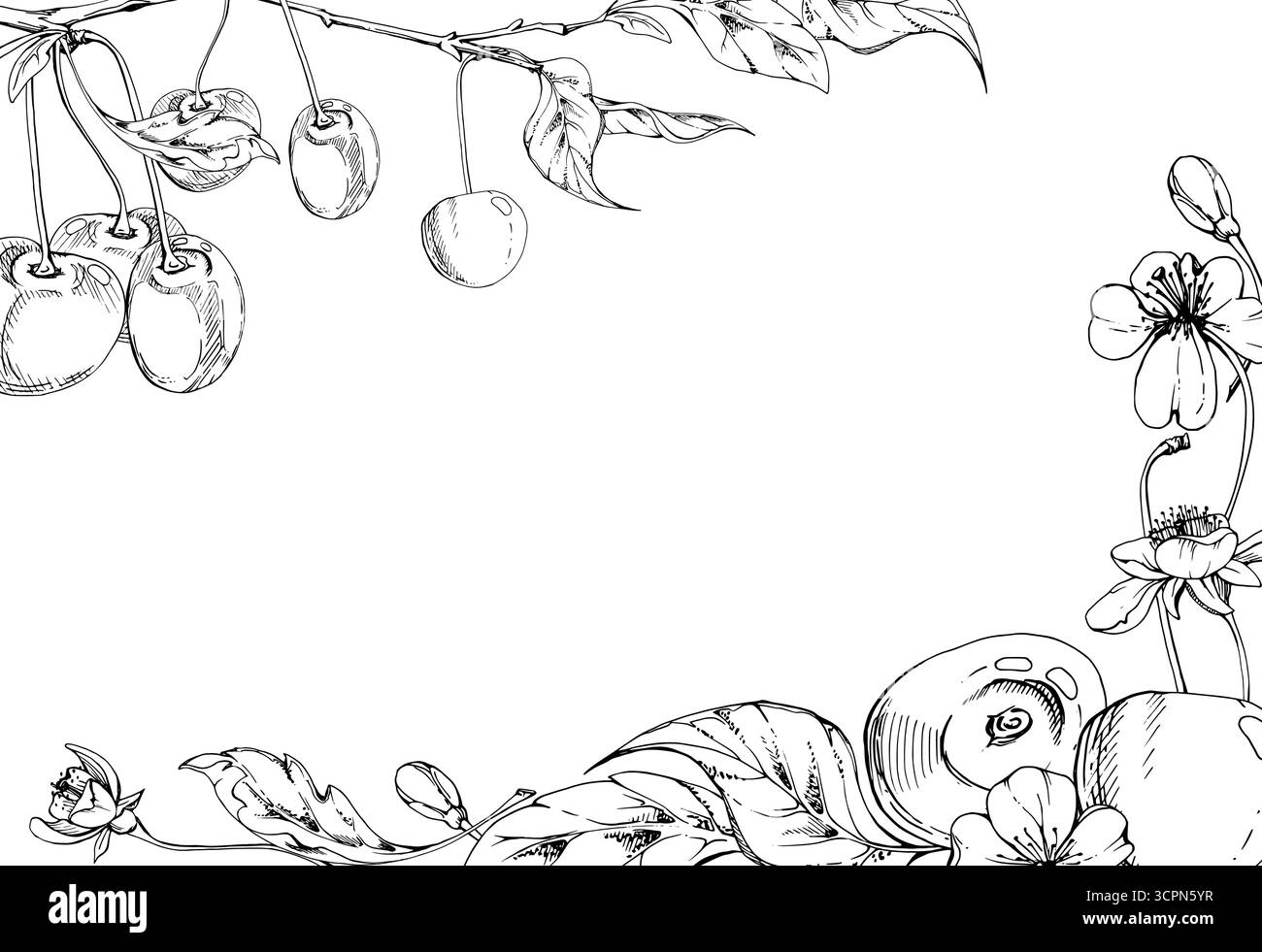 Cerise aigre douce avec feuilles de plantes, fleurs blanches, encre vectorielle dessinée à la main, grappes de baies cerises sur les tiges. Illustration du cadre d'angle horizontal Illustration de Vecteur