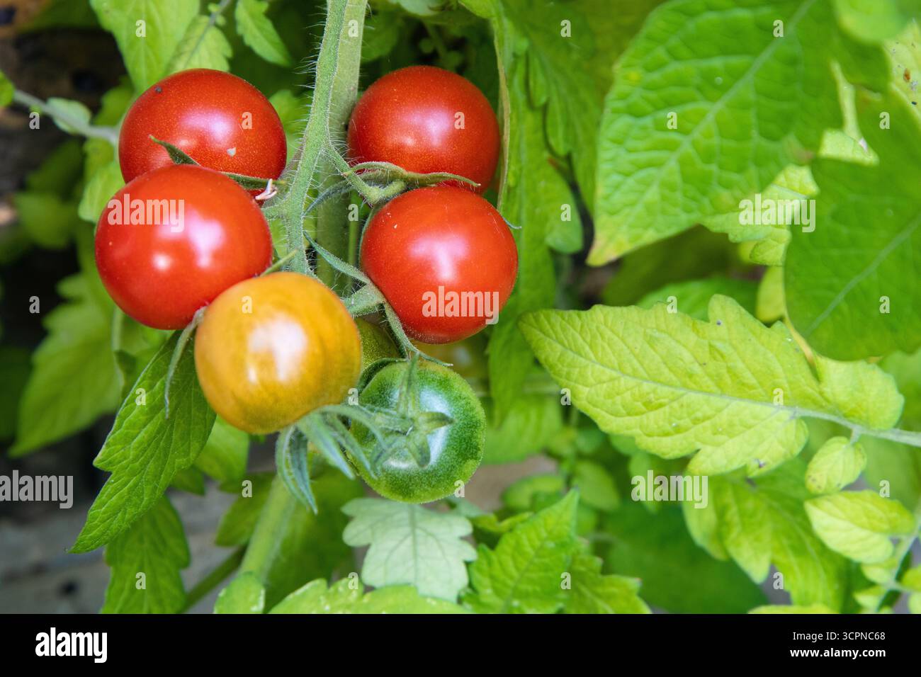 Tomates fraîches sur la vigne présentant différents stades de maturité, du vert au jaune au rouge. Banque D'Images