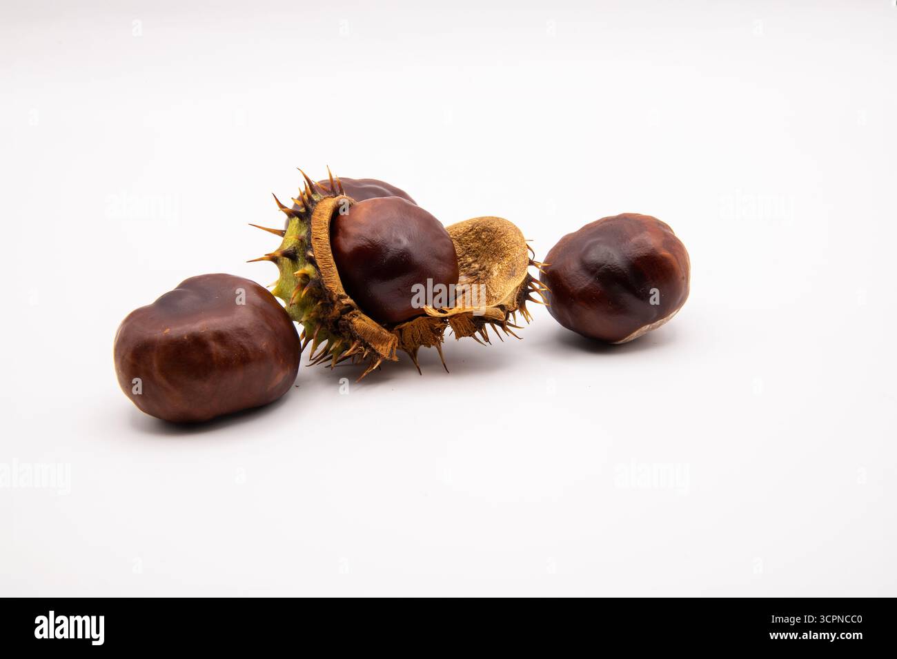 Gros plan de conkers de châtaigniers bruns brillants affichés sur un fond blanc propre. Banque D'Images