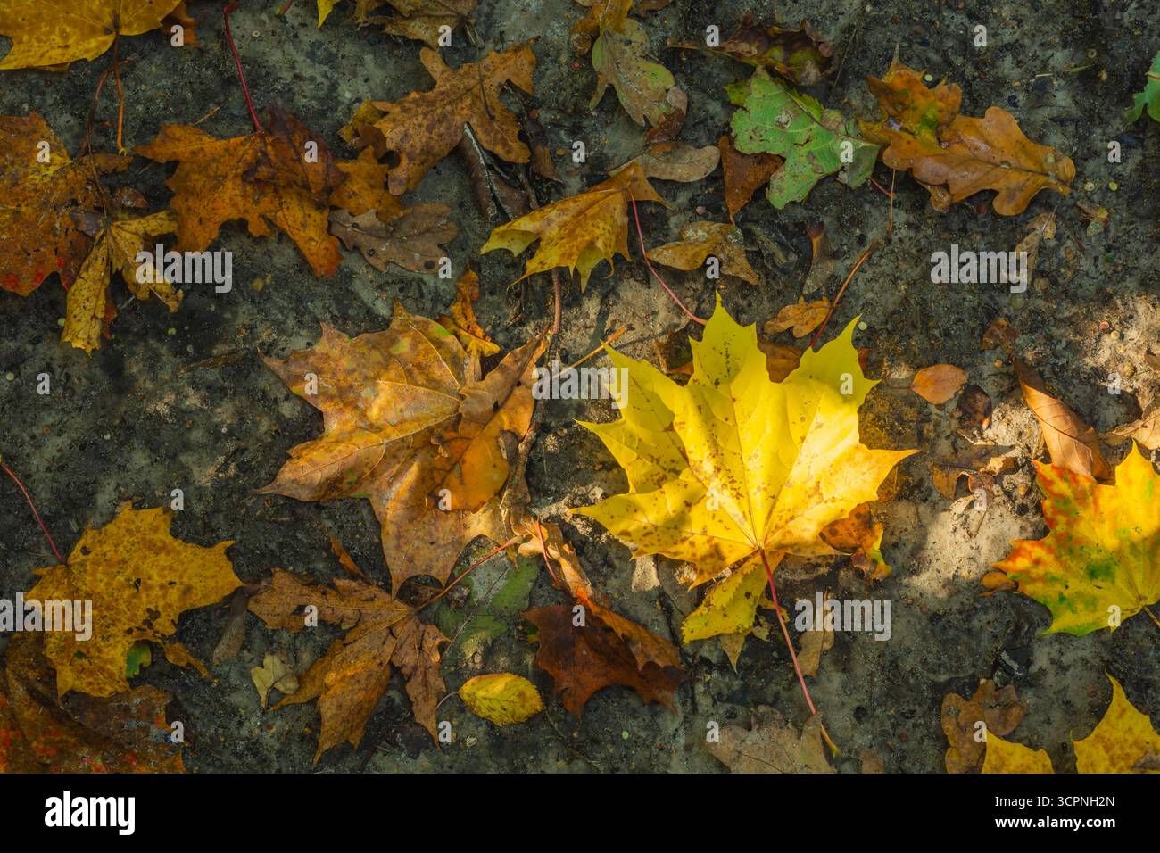 Les feuilles d'érable et de chêne tombées reposent sur le sol, illuminées par le soleil, vue d'automne octobre Banque D'Images