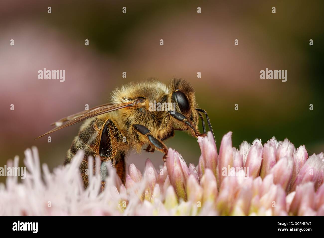Une abeille à miel occidentale (Apis mellifera), recueillant le nectar sur un Sedum spectabile rose (Hylotelephium spectabile) dans le parc 'de Gagel'. Banque D'Images
