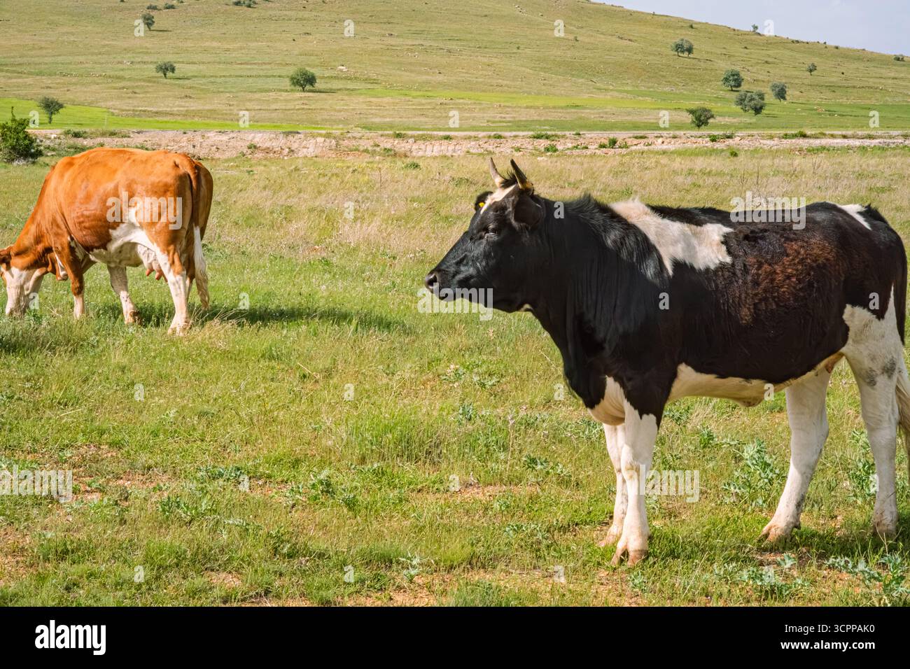 Bétail pâturant dans une prairie verte. Un paysage rural serein avec deux vaches qui paissent dans un champ herbeux luxuriant. Collines ondulantes. Banque D'Images