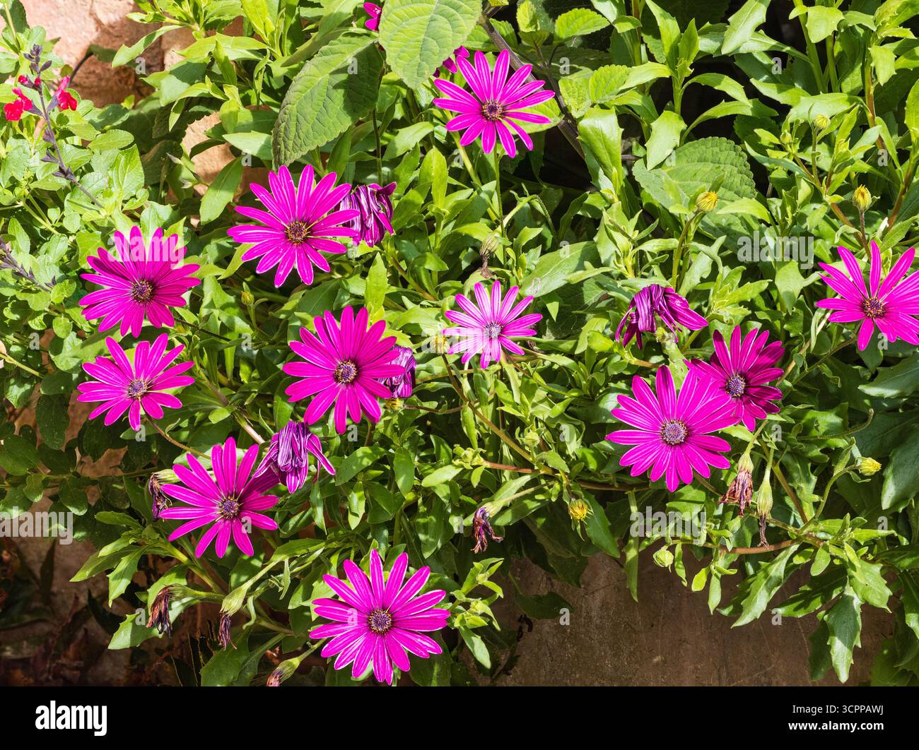 Fleur unique du sous-arbuste vivace à pétales blancs semi-rustique, Osteospermum 'Tresco Purple', Cape Daisy Banque D'Images