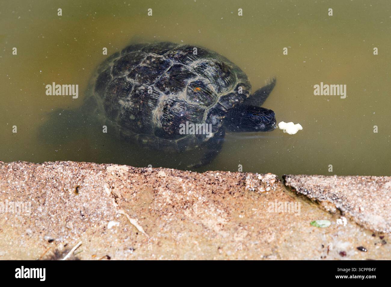 Une tortue dans l'eau mange une friandise. Banque D'Images