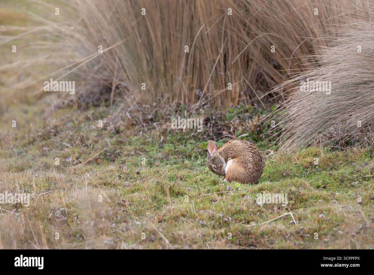 Lapin sauvage des Andes (Sylvilagus andinus) dans la prairie de páramo, parc national d'Antisana, Équateur. Espèces indigènes de lagomorphes de haute altitude. Banque D'Images