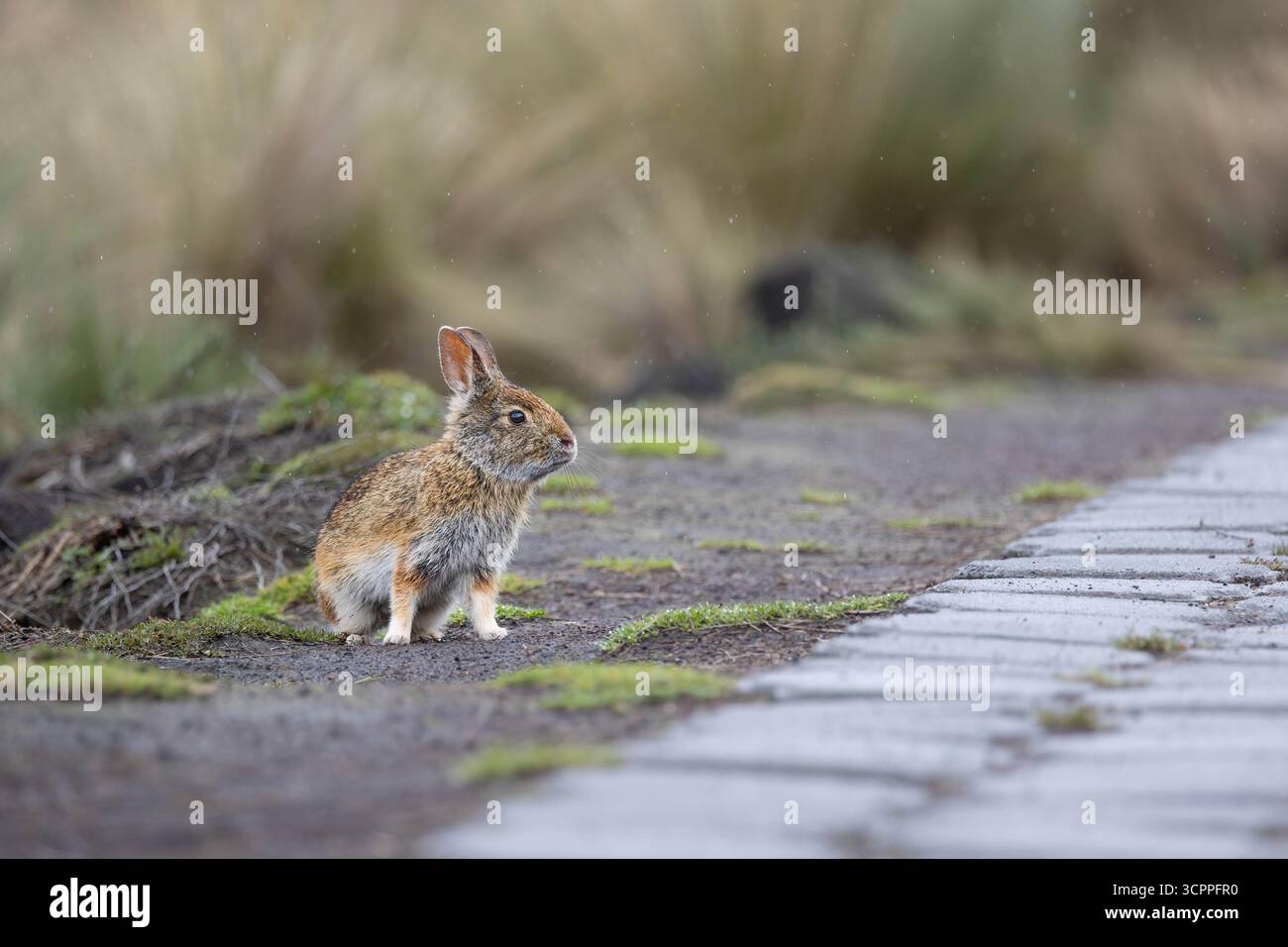 Lapin sauvage des Andes (Sylvilagus andinus) dans la prairie de páramo, parc national d'Antisana, Équateur. Espèces indigènes de lagomorphes de haute altitude. Banque D'Images