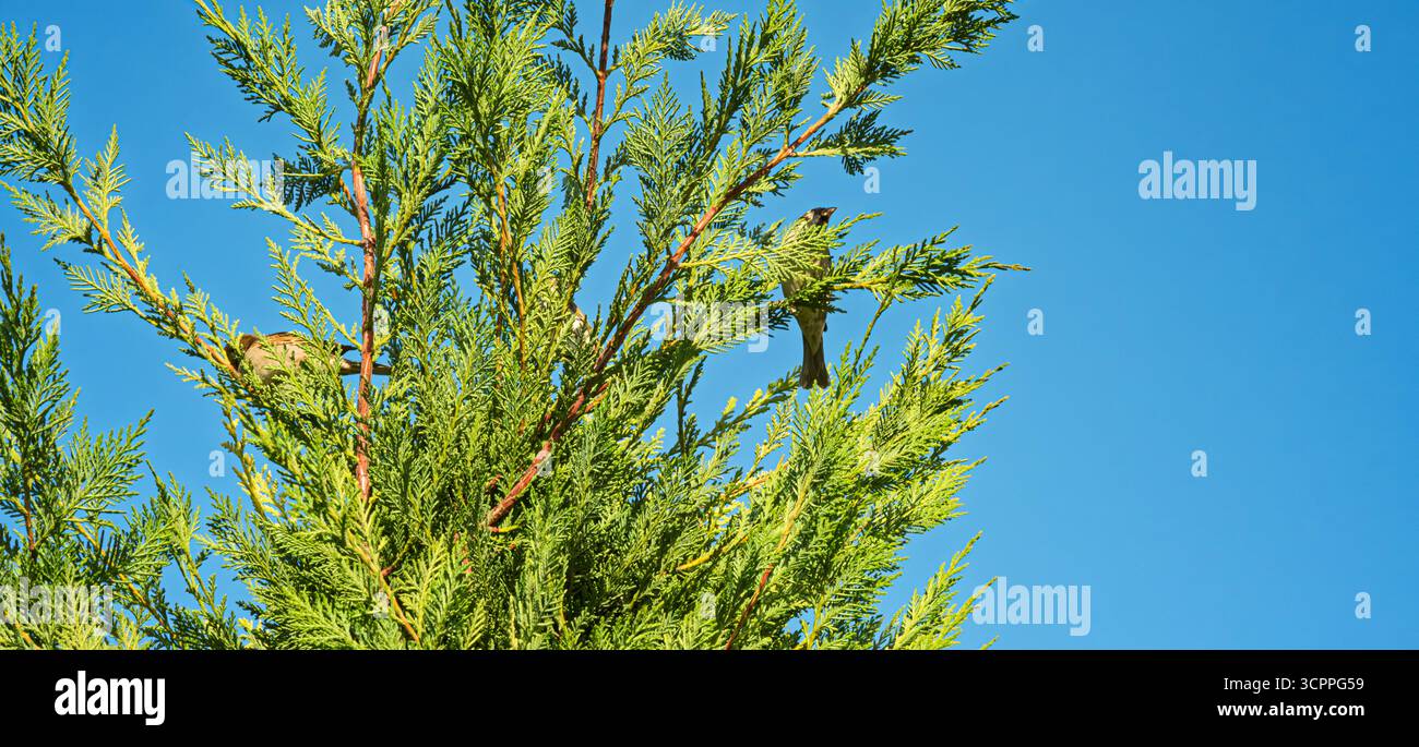 Photo en gros plan de branches vertes éclatantes et de moineaux atteignant le haut contre un ciel bleu vif. Idéal pour des projets sur le thème de la nature ou des études botaniques. Banque D'Images