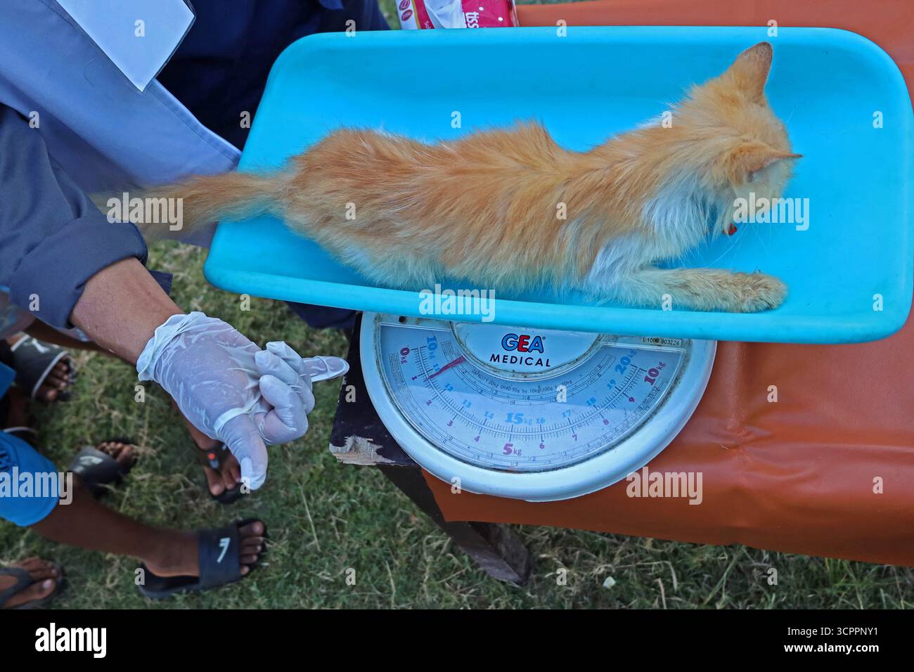 Aceh Besar, Aceh, Indonésie. 27 septembre 2025. Un médecin pèse un chat errant en mauvais état lors de la commémoration de la Journée mondiale de la rage 2025 dans le district de Pulo Aceh, régence d'Aceh Besar, Aceh, Indonésie le samedi 27 septembre, 2025. cette action de service social menée en collaboration avec l'Association indonésienne des chats (ICA) Aceh, les amoureux des chats Banda Aceh (CLBA) et les membres du gouvernement de la régence d'Aceh Besar s'inscrit dans le cadre d'activités préventives visant à prévenir la propagation de la rage dans les îles périphériques de l'Indonésie par des injections de vaccin contre la rage chez les chats errants, les chats et les chiens de compagnie. (Crédit image : © Khairu Syukrillah/Z) Banque D'Images