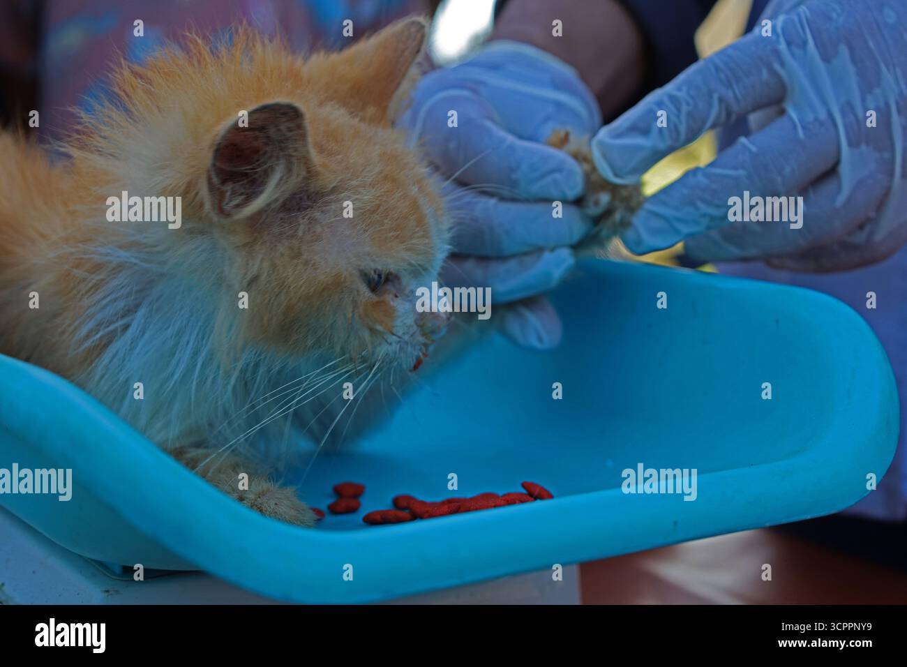 Aceh Besar, Aceh, Indonésie. 27 septembre 2025. Un médecin examine l’état de santé des chats errants lors de la commémoration de la Journée mondiale de la rage 2025 dans le district de Pulo Aceh, régence d’Aceh Besar, Aceh, Indonésie, le samedi 27 septembre, 2025. cette action de service social menée en collaboration avec l'Association indonésienne des chats (ICA) Aceh, les amoureux des chats Banda Aceh (CLBA) et les membres du gouvernement de la régence d'Aceh Besar s'inscrit dans le cadre d'activités préventives visant à prévenir la propagation de la rage dans les îles périphériques de l'Indonésie par des injections de vaccin contre la rage chez les chats errants, les chats et les chiens de compagnie. (Crédit image : © Khairu Syukril Banque D'Images