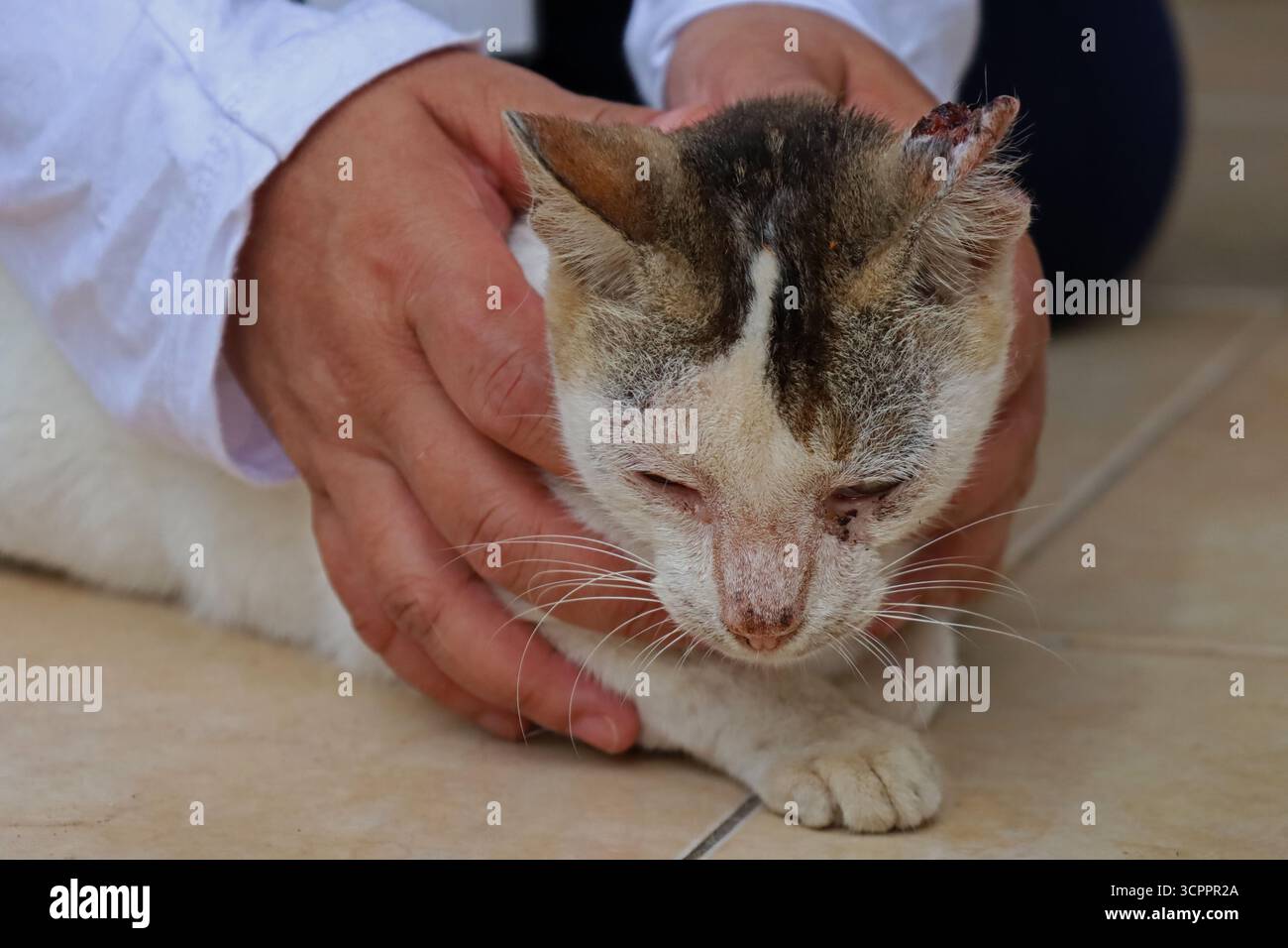 Aceh Besar, Aceh, Indonésie. 27 septembre 2025. Un médecin examine l'état de santé d'un chat errant dans un état déplorable lors de la commémoration de la Journée mondiale de la rage 2025 dans le district de Pulo Aceh, régence d'Aceh Besar, Aceh, Indonésie, le samedi 27 septembre, 2025. cette action de service social menée en collaboration avec l'Association indonésienne des chats (ICA) Aceh, les amoureux des chats Banda Aceh (CLBA) et les membres du gouvernement de la régence d'Aceh Besar s'inscrit dans le cadre d'activités préventives visant à prévenir la propagation de la rage dans les îles périphériques de l'Indonésie par des injections de vaccin contre la rage chez les chats errants, les chats et les chiens de compagnie. (C Banque D'Images