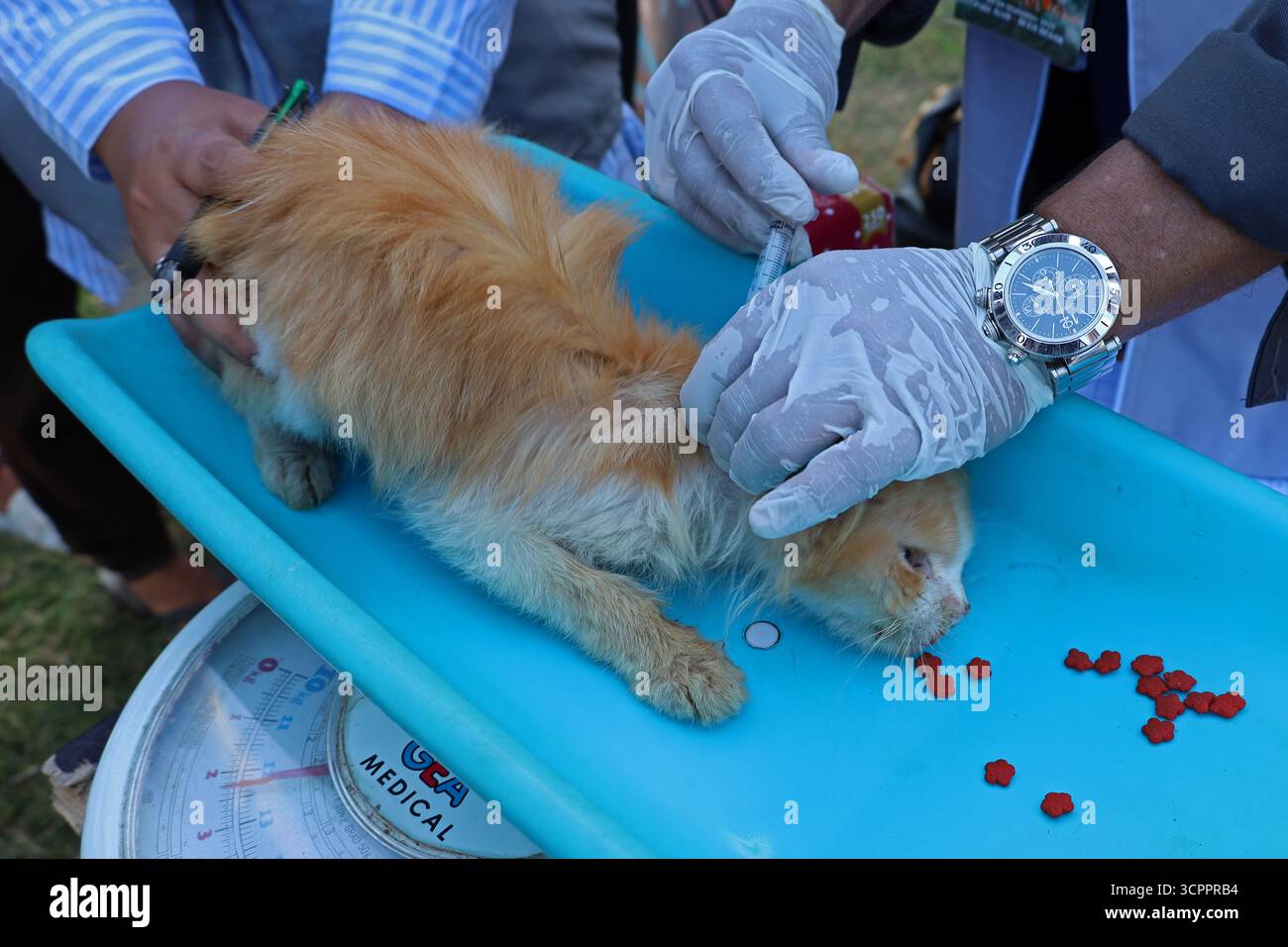 Aceh Besar, Aceh, Indonésie. 27 septembre 2025. Un médecin injecte le vaccin antirabique à un chat errant lors de la commémoration de la Journée mondiale de la rage 2025 dans le district de Pulo Aceh, régence d'Aceh Besar, Aceh, Indonésie, le samedi 27 septembre, 2025. cette action de service social menée en collaboration avec l'Association indonésienne des chats (ICA) Aceh, les amoureux des chats Banda Aceh (CLBA) et les membres du gouvernement de la régence d'Aceh Besar s'inscrit dans le cadre d'activités préventives visant à prévenir la propagation de la rage dans les îles périphériques de l'Indonésie par des injections de vaccin contre la rage chez les chats errants, les chats et les chiens de compagnie. (Crédit image : © Khairu Syukrillah/ Banque D'Images