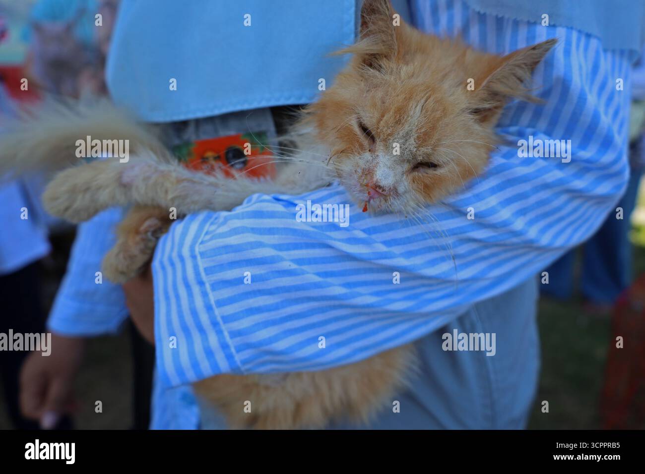 Aceh Besar, Aceh, Indonésie. 27 septembre 2025. Un volontaire tient un chat errant avec un état terrible pendant la commémoration de la Journée mondiale de la rage 2025 dans le district de Pulo Aceh, régence d'Aceh Besar, Aceh, Indonésie, le samedi 27 septembre, 2025. cette action de service social menée en collaboration avec l'Association indonésienne des chats (ICA) Aceh, les amoureux des chats Banda Aceh (CLBA) et les membres du gouvernement de la régence d'Aceh Besar s'inscrit dans le cadre d'activités préventives visant à prévenir la propagation de la rage dans les îles périphériques de l'Indonésie par des injections de vaccin contre la rage chez les chats errants, les chats et les chiens de compagnie. (Crédit image : © Khairu Sy Banque D'Images