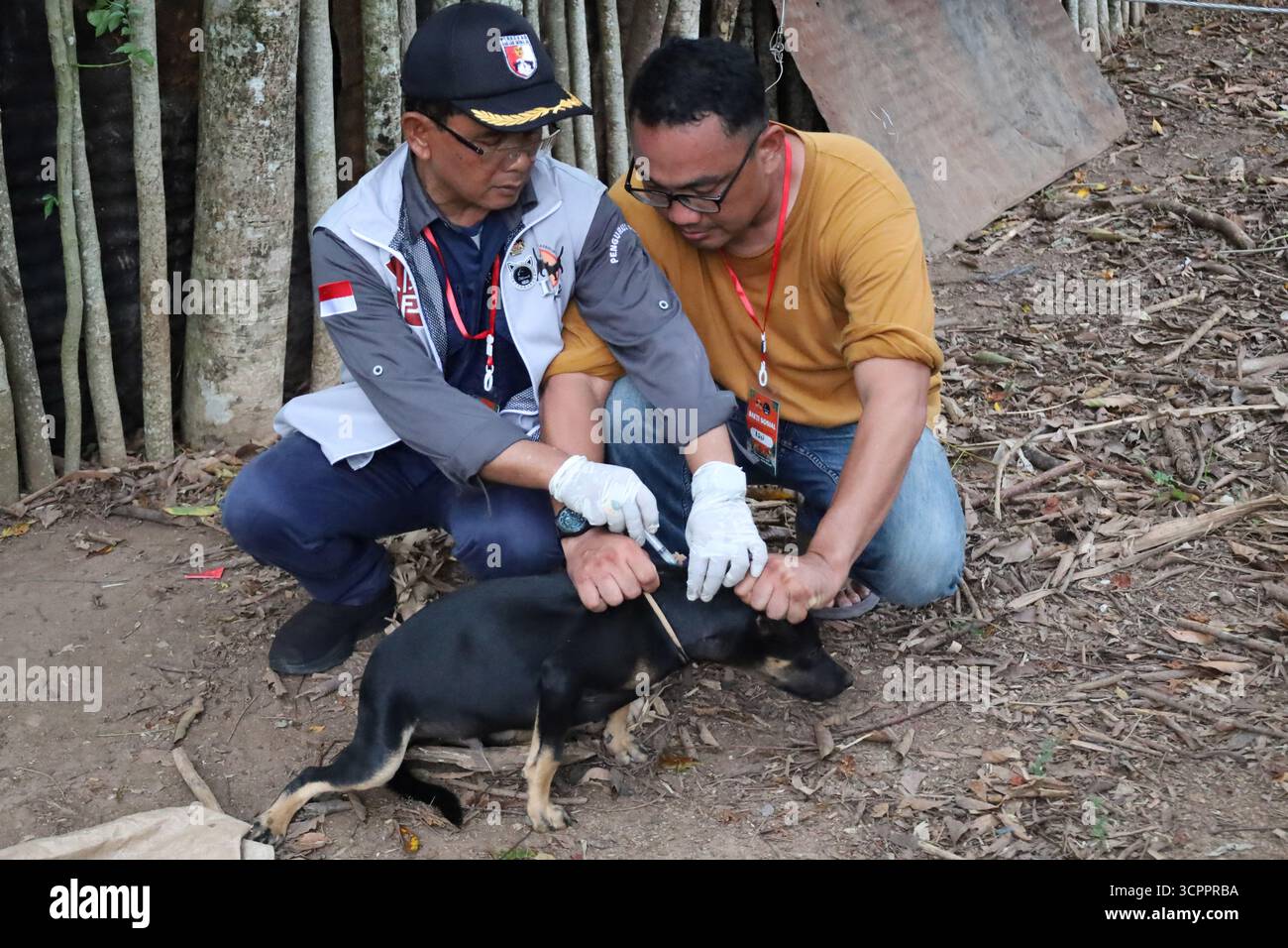 Aceh Besar, Aceh, Indonésie. 27 septembre 2025. Un médecin injecte le vaccin antirabique à un chien de compagnie appartenant à un citoyen lors de la commémoration de la Journée mondiale de la rage 2025 dans le district de Pulo Aceh, régence d'Aceh Besar, Aceh, Indonésie, le samedi 27 septembre, 2025. cette action de service social menée en collaboration avec l'Association indonésienne des chats (ICA) Aceh, les amoureux des chats Banda Aceh (CLBA) et les membres du gouvernement de la régence d'Aceh Besar s'inscrit dans le cadre d'activités préventives visant à prévenir la propagation de la rage dans les îles périphériques de l'Indonésie par des injections de vaccin contre la rage chez les chats errants, les chats et les chiens de compagnie. (Image crédit : Banque D'Images