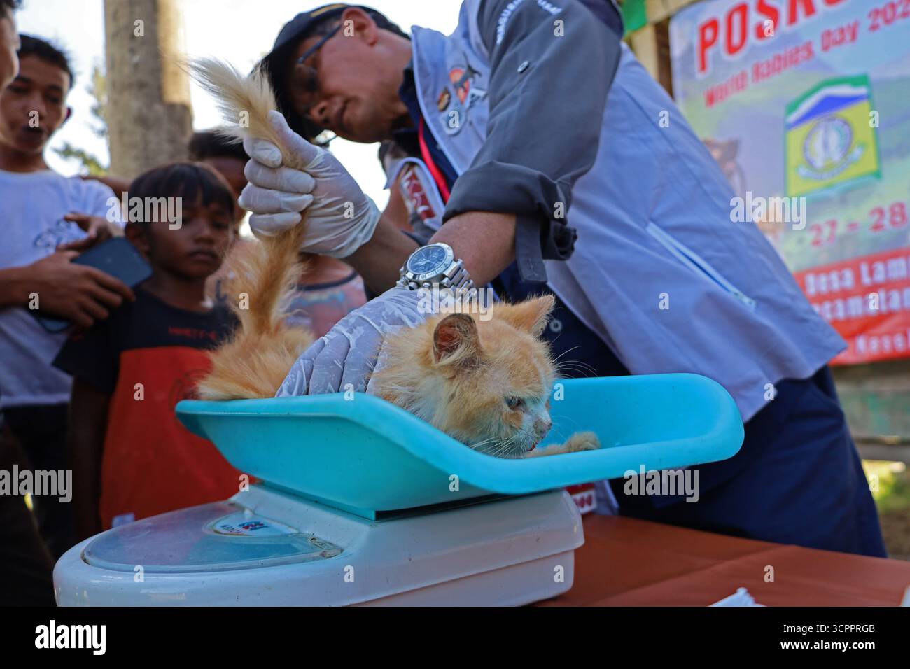 Aceh Besar, Aceh, Indonésie. 27 septembre 2025. Un médecin examine l’état de santé des chats errants lors de la commémoration de la Journée mondiale de la rage 2025 dans le district de Pulo Aceh, régence d’Aceh Besar, Aceh, Indonésie, le samedi 27 septembre, 2025. cette action de service social menée en collaboration avec l'Association indonésienne des chats (ICA) Aceh, les amoureux des chats Banda Aceh (CLBA) et les membres du gouvernement de la régence d'Aceh Besar s'inscrit dans le cadre d'activités préventives visant à prévenir la propagation de la rage dans les îles périphériques de l'Indonésie par des injections de vaccin contre la rage chez les chats errants, les chats et les chiens de compagnie. (Crédit image : © Khairu Syukril Banque D'Images