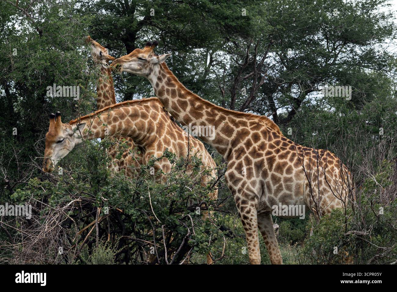Les girafes africaines mangent des feuilles de brousse. animaux dans la nature sauvage. Animal Safari. Destination de voyage Parc National Kruger, Afrique du Sud safari, ha naturel Banque D'Images