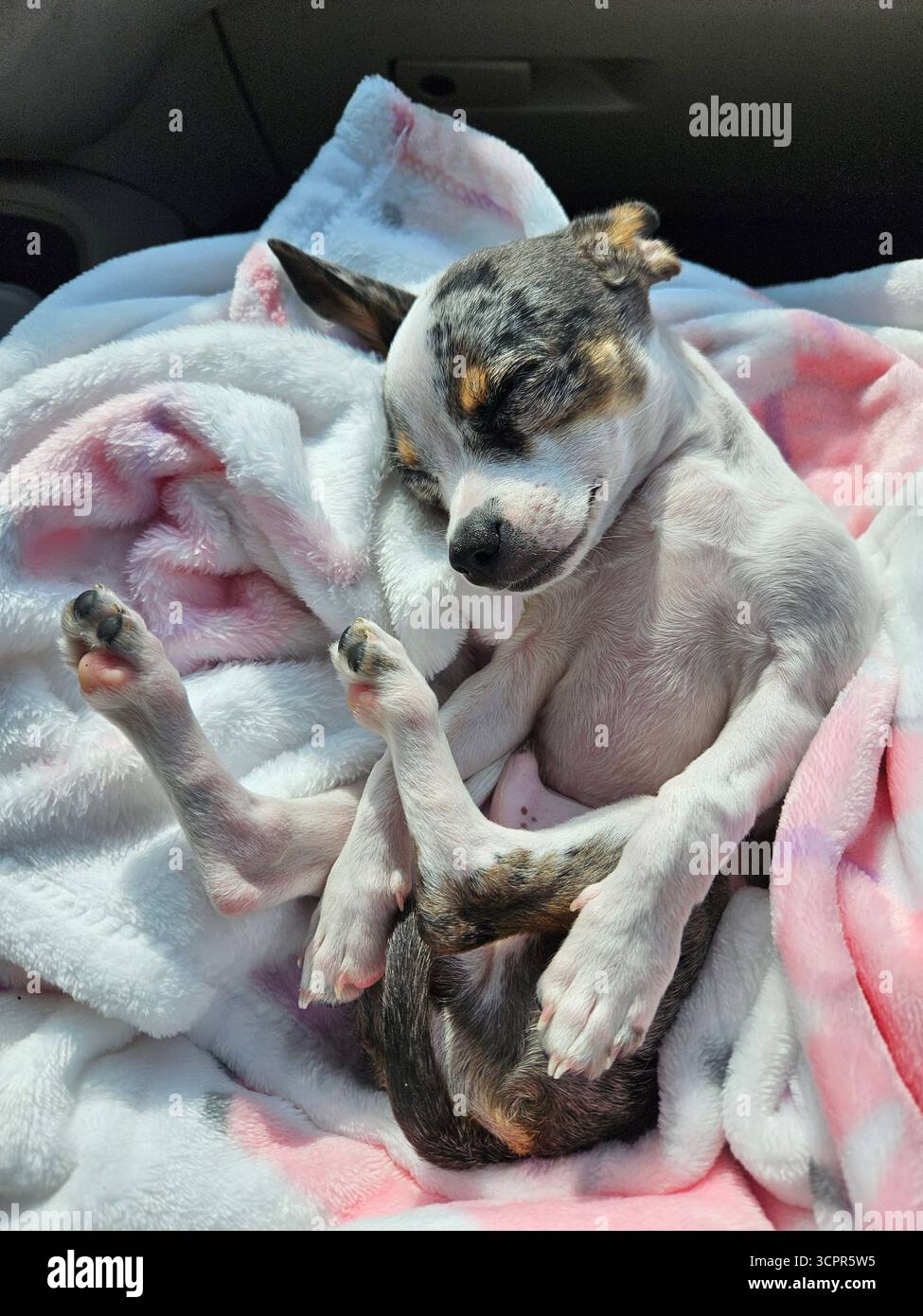 Adorable chiot merle Chihuahua niché dans un sac de voyage, prêt pour l'aventure sur un Road trip pittoresque. - Image de stock capturée avec un smartphone