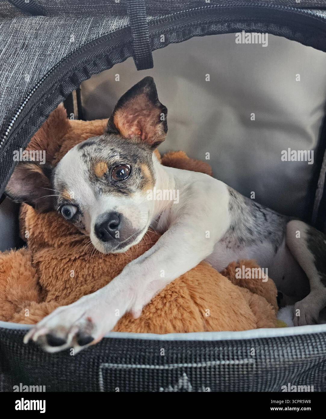 Adorable chiot merle Chihuahua niché dans un sac de voyage, prêt pour l'aventure sur un Road trip pittoresque. - Image de stock capturée avec un smartphone