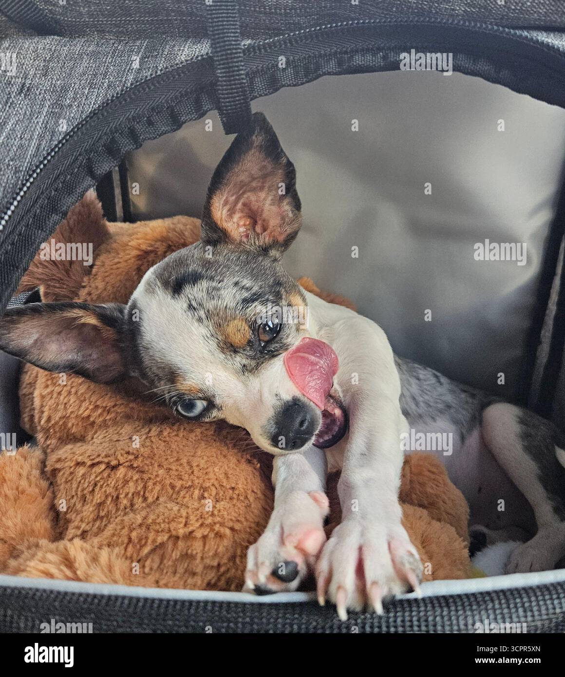 Adorable chiot merle Chihuahua niché dans un sac de voyage, prêt pour l'aventure sur un Road trip pittoresque. - Image de stock capturée avec un smartphone