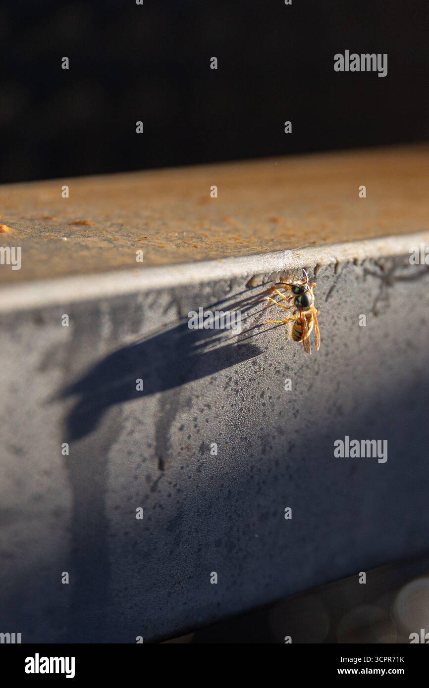 Plan macro détaillé de guêpe jaune sur une surface métallique vieillie avec ailes et ombre visibles. Détail de l'équipement industriel ou agricole pendant la mer de récolte Banque D'Images