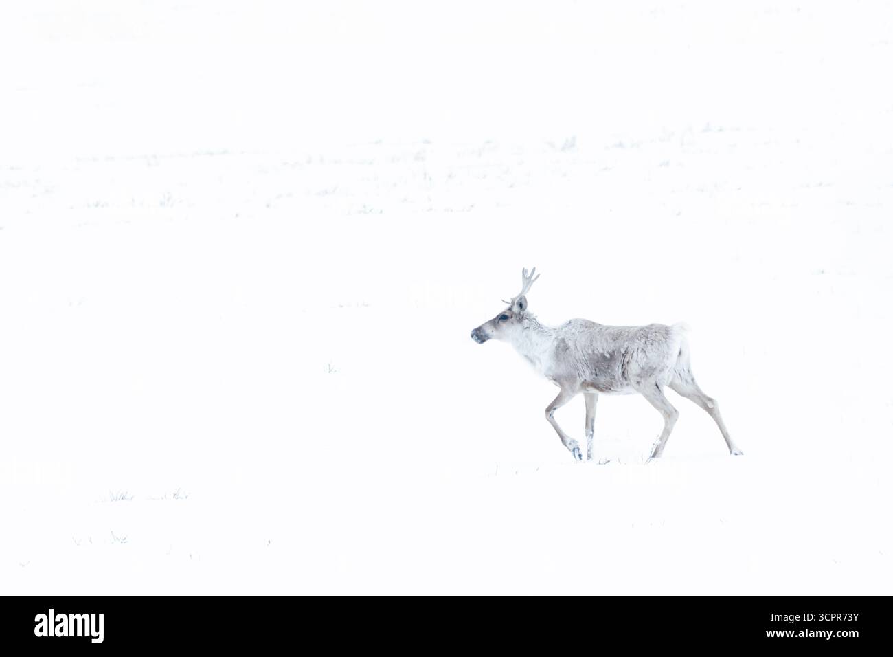 Amérique du Nord ; États-Unis ; Alaska ; Arctique, rivière Sagavaniriktok; faune ; mammifères ; caribou ; Rangifer tarandus ; froid de la fin de l'hiver Banque D'Images