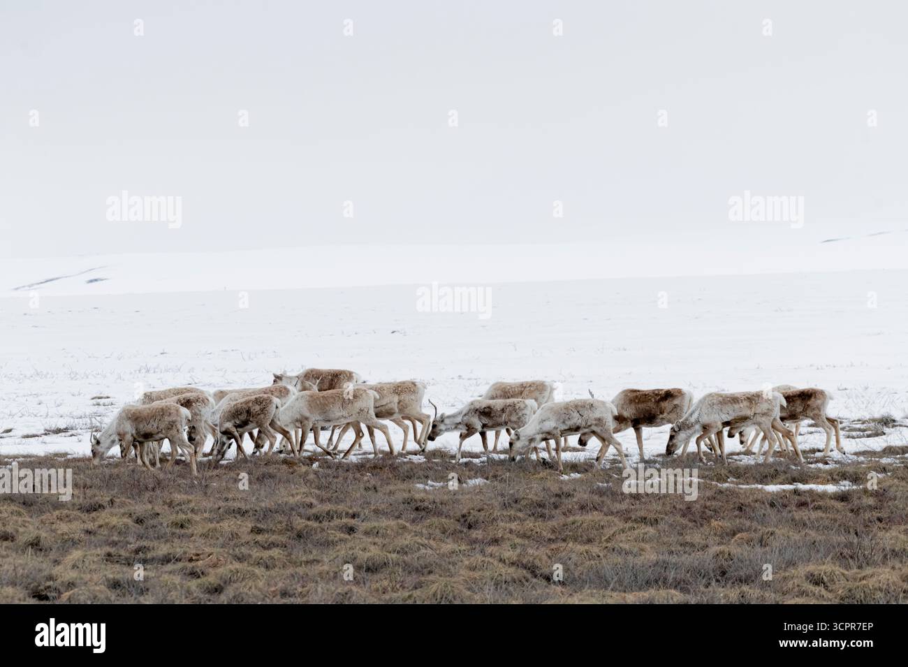 Caribou ; fin de l'hiver ; tempête de neige ; froid ; Alaska arctique Banque D'Images