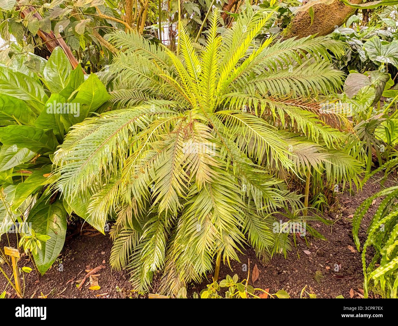 Saint-Gall, Suisse, 23 novembre 2024 Blechnum Gibbum ou fougère miniature au jardin botanique Banque D'Images