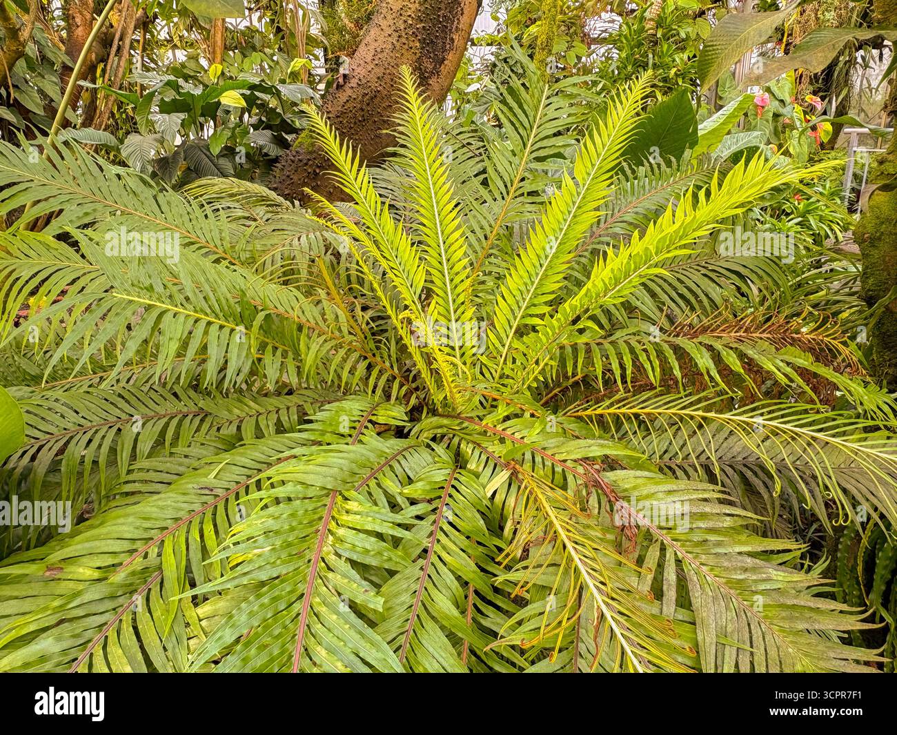Saint-Gall, Suisse, 23 novembre 2024 Blechnum Gibbum ou fougère miniature au jardin botanique Banque D'Images