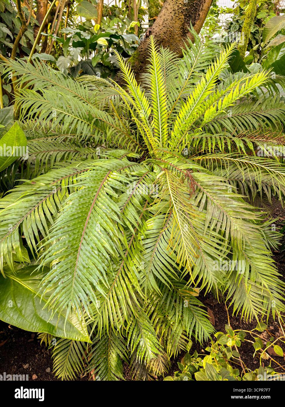 Saint-Gall, Suisse, 23 novembre 2024 Blechnum Gibbum ou fougère miniature au jardin botanique Banque D'Images