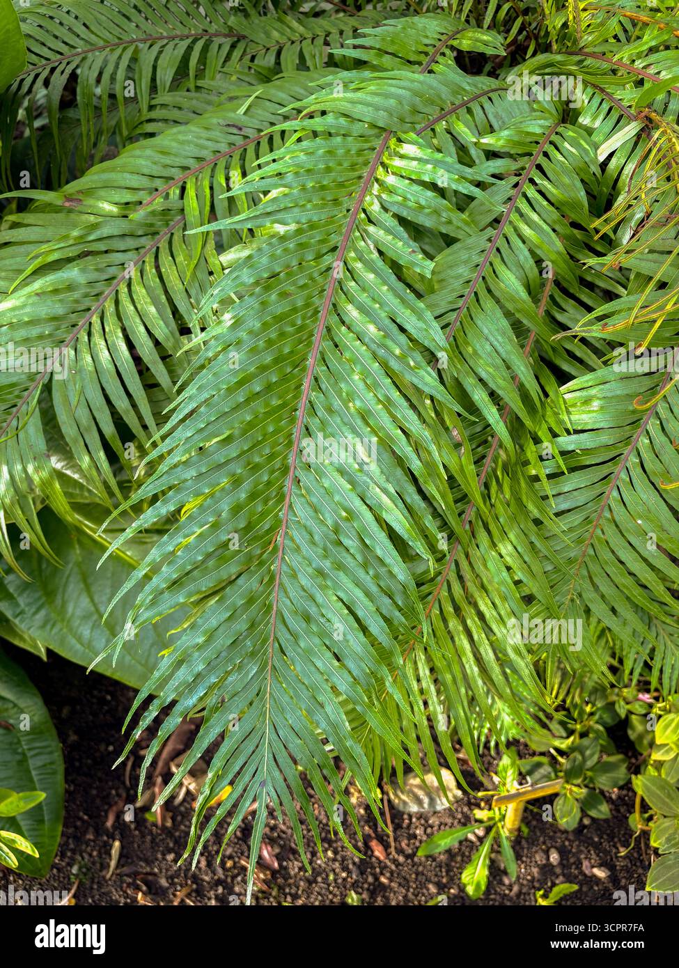 Saint-Gall, Suisse, 23 novembre 2024 Blechnum Gibbum ou fougère miniature au jardin botanique Banque D'Images