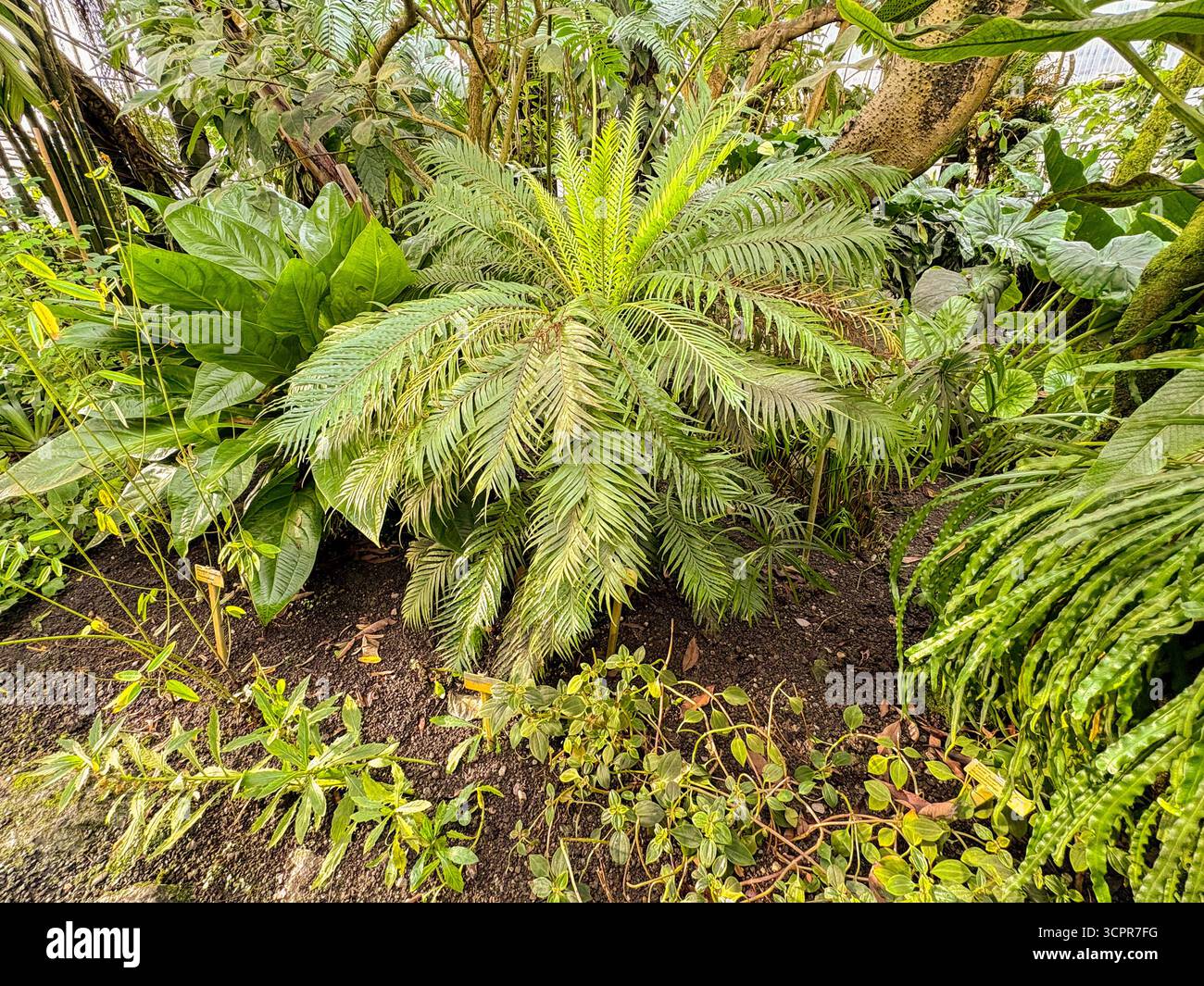 Saint-Gall, Suisse, 23 novembre 2024 Blechnum Gibbum ou fougère miniature au jardin botanique Banque D'Images