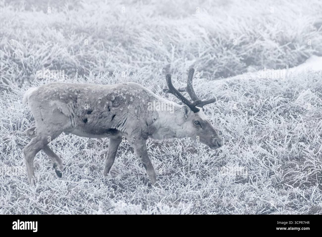 Caribou ; fin de l'hiver ; tempête de neige ; froid ; Alaska arctique Banque D'Images