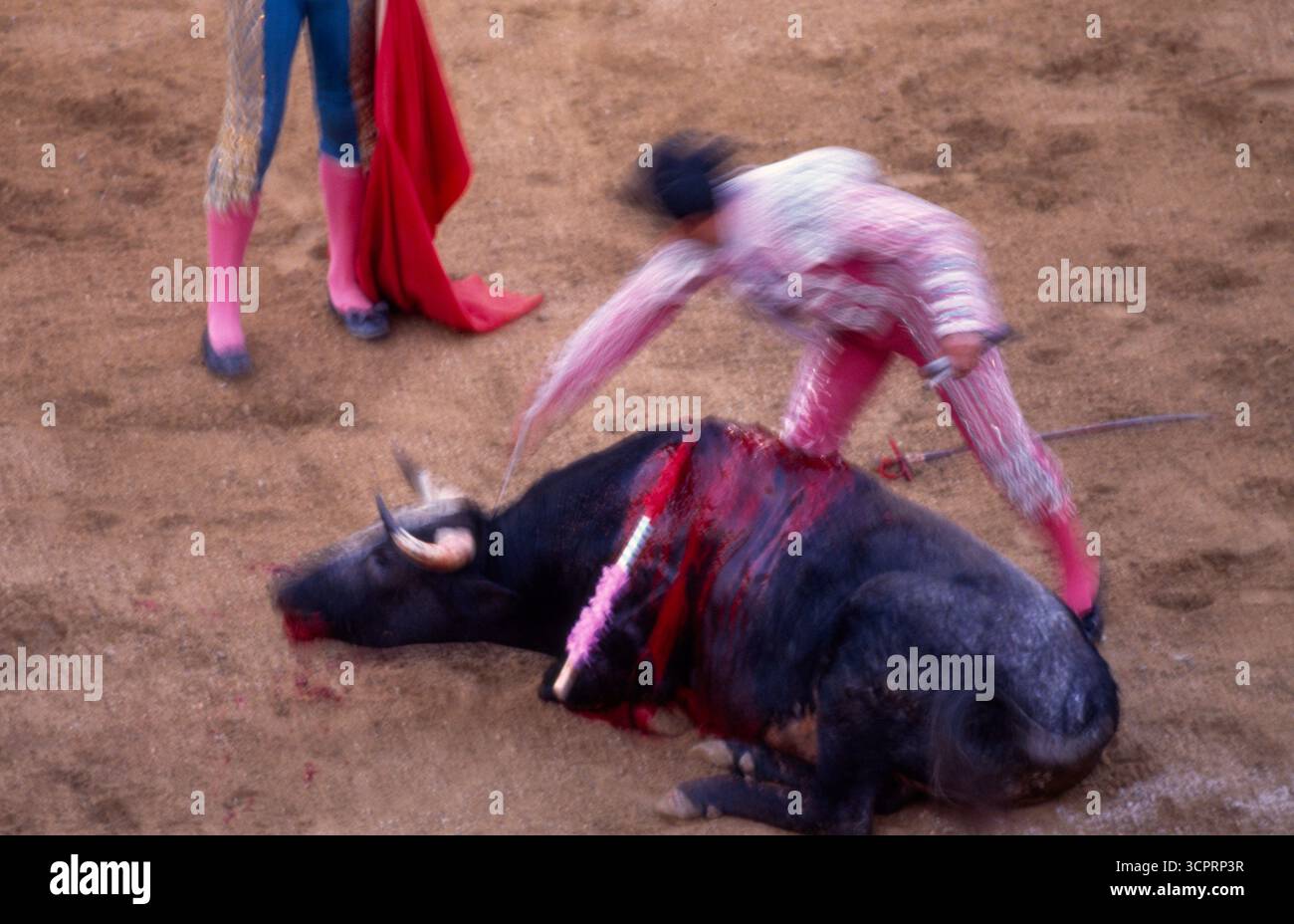 Coup de grâce pour le taureau, fin de la corrida à Nogales, Sonora, Mexique Banque D'Images
