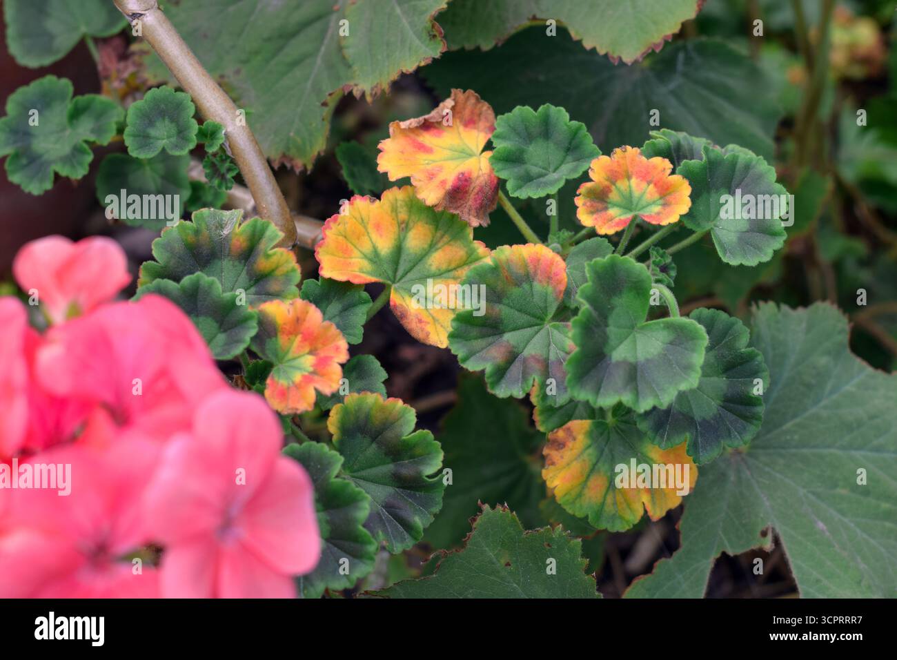 Gros plan de feuilles jaunies et endommagées sur une plante de géranium montrant une mauvaise santé Banque D'Images