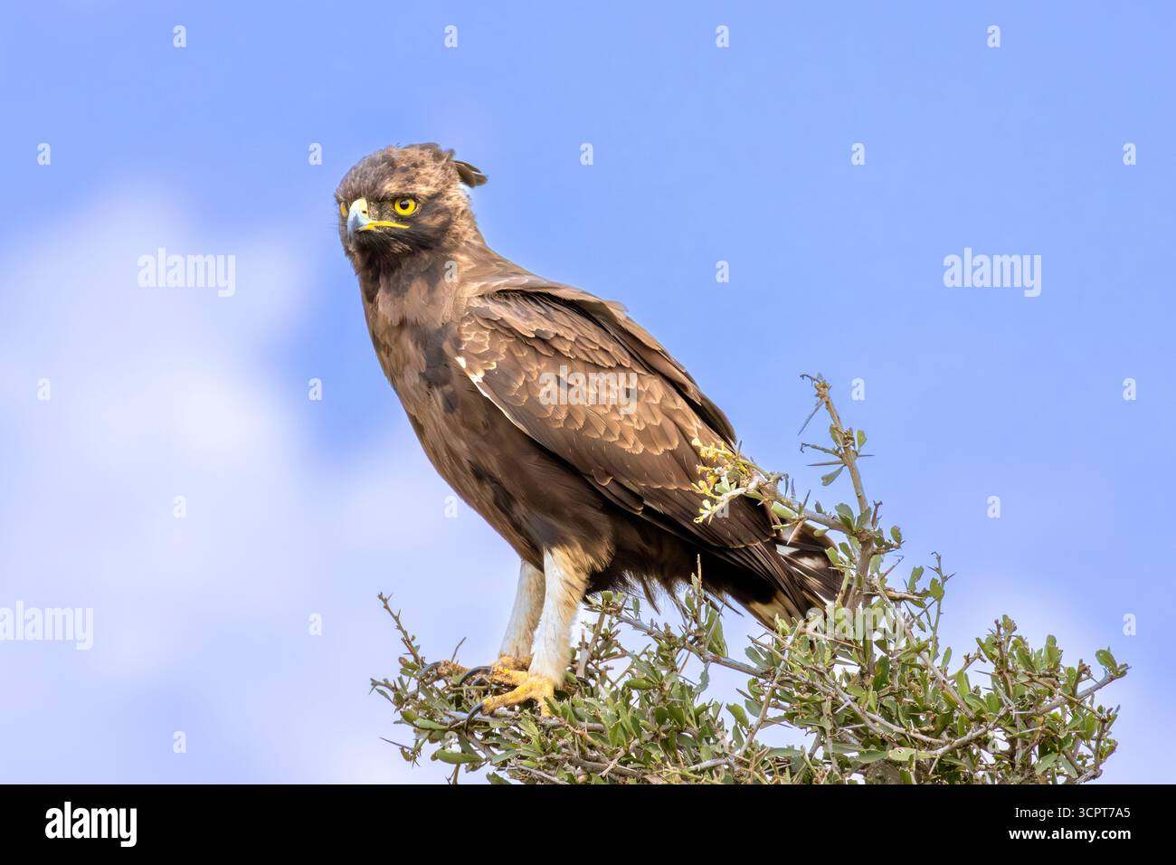 Aigle à longue crête perché au sommet d'un buisson épineux contre un ciel bleu vif dans le parc national du lac Nakuru Banque D'Images